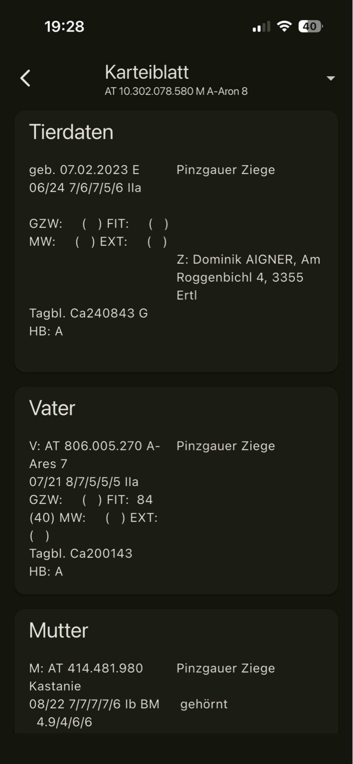 Pinzgauer Ziegenbock 2