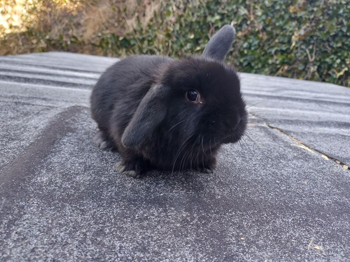 Zwergkaninchen Babys 2