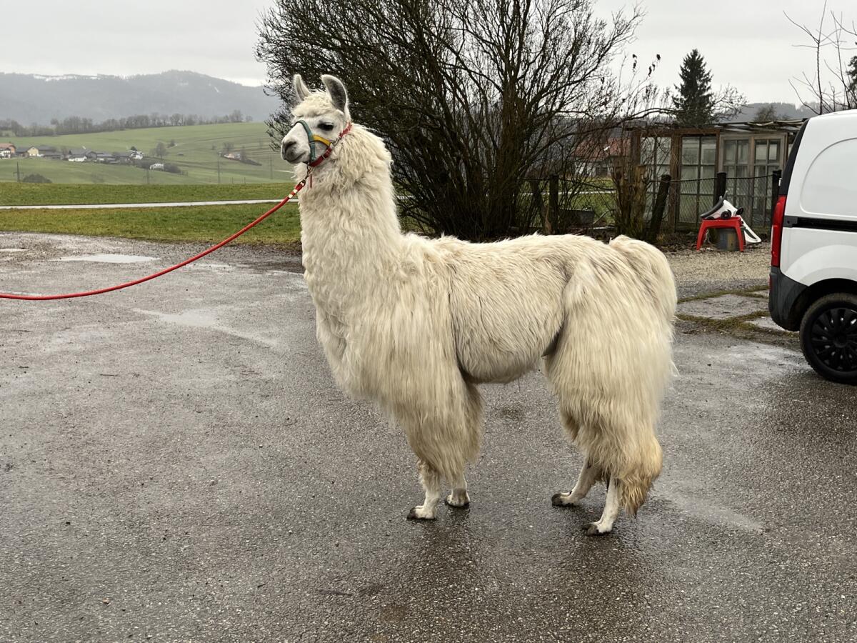 Lama Deckhengste stehen zum Decken bereit 3