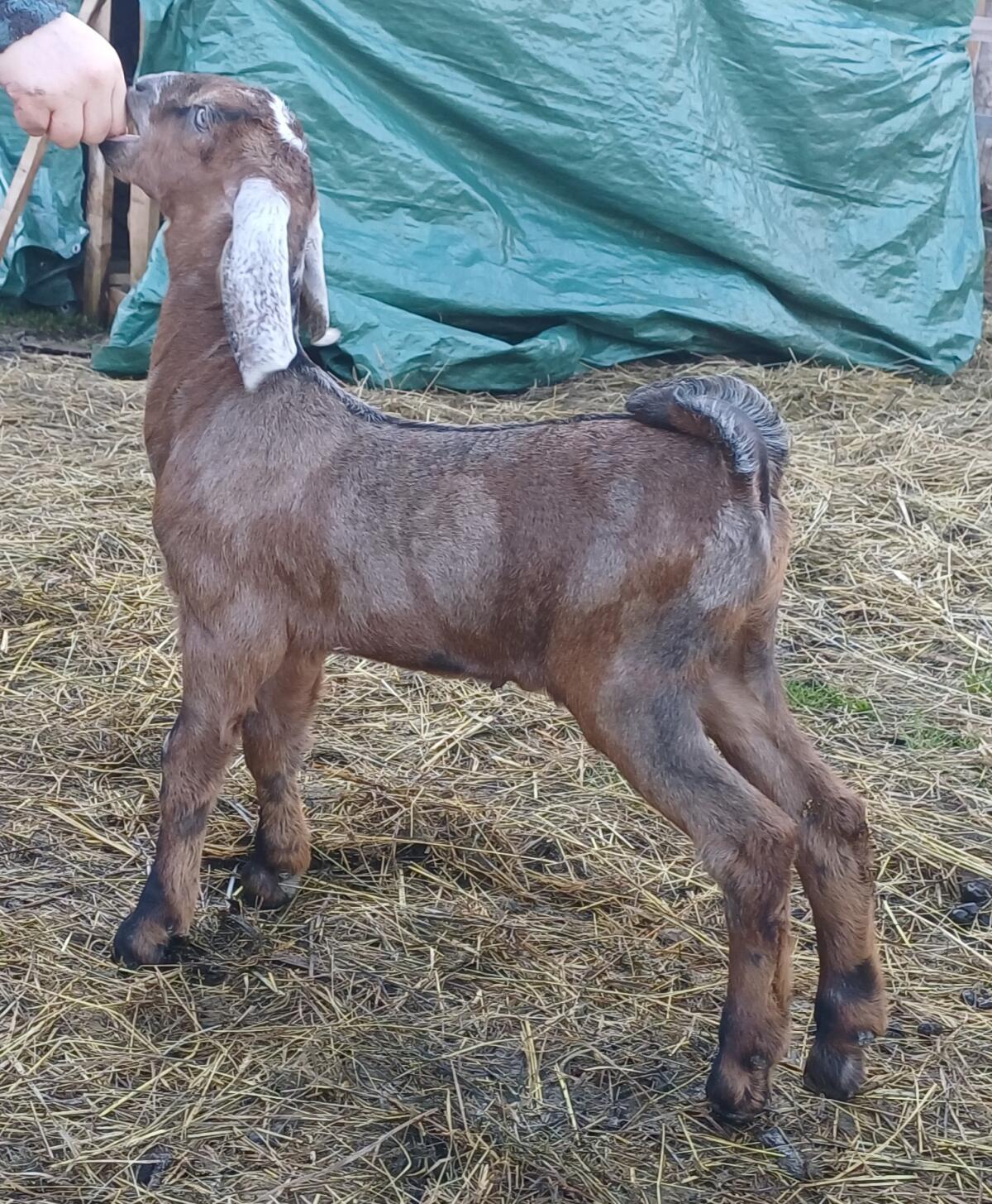 Vorschau 100% Anglo Nubier Mondschecke genetisch hornlos 2