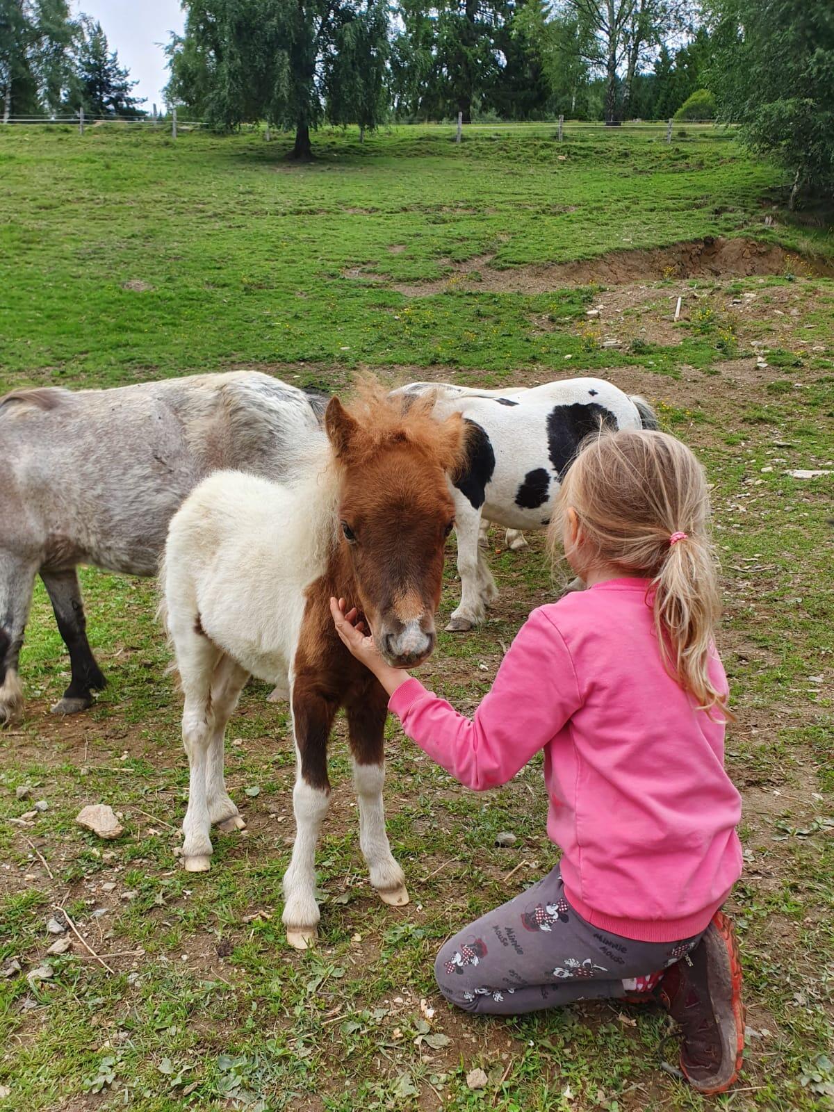 Mini-Shetty Stutfohlen 3