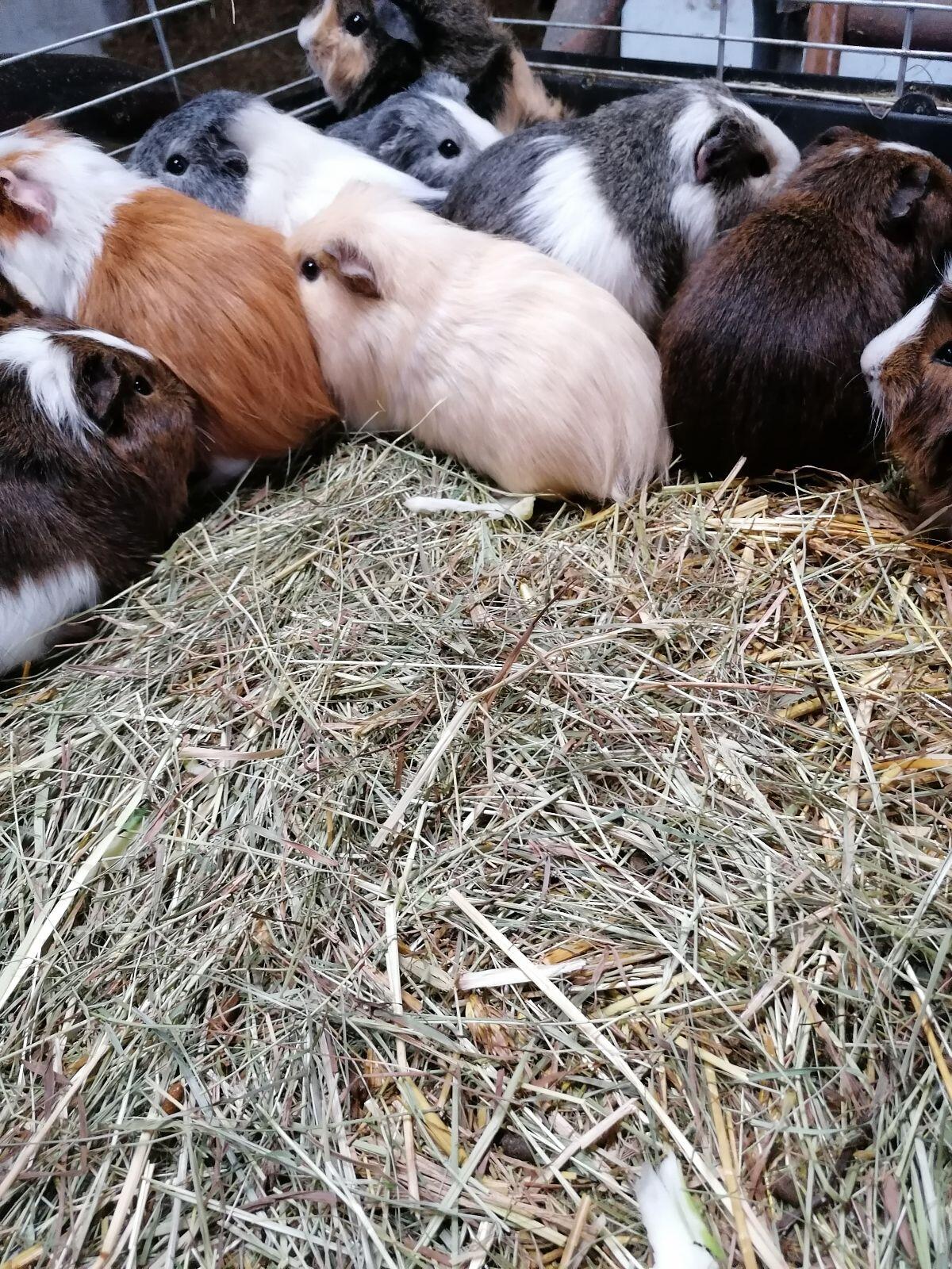 Meerschweinchen männlich 3