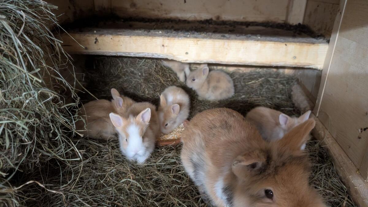 Zwergkaninchen in allen Farben laufend zu verkaufen 2