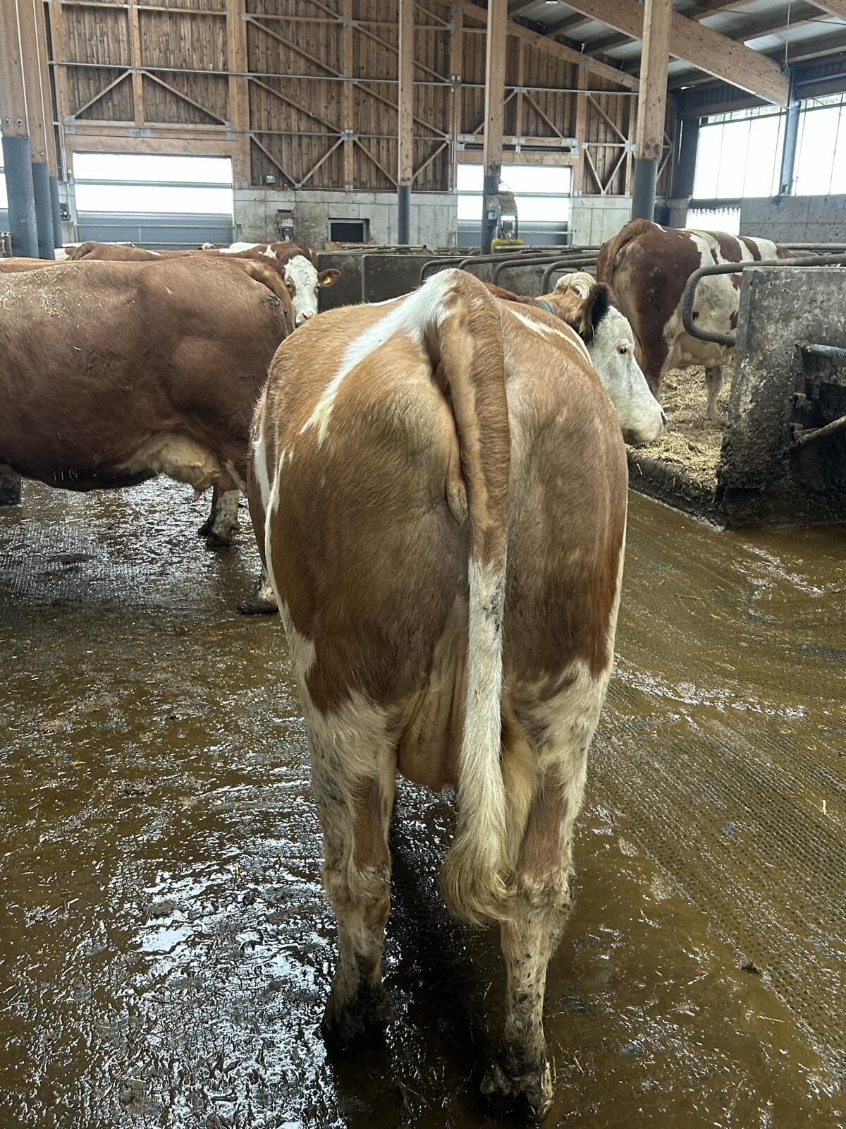 Verkaufe 2 BIO/ZZU-Fleckviehkühe 3