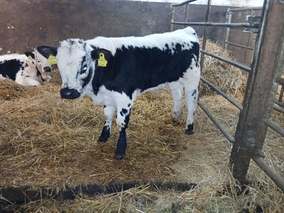 Pustertaler Sprinzen Stier 3