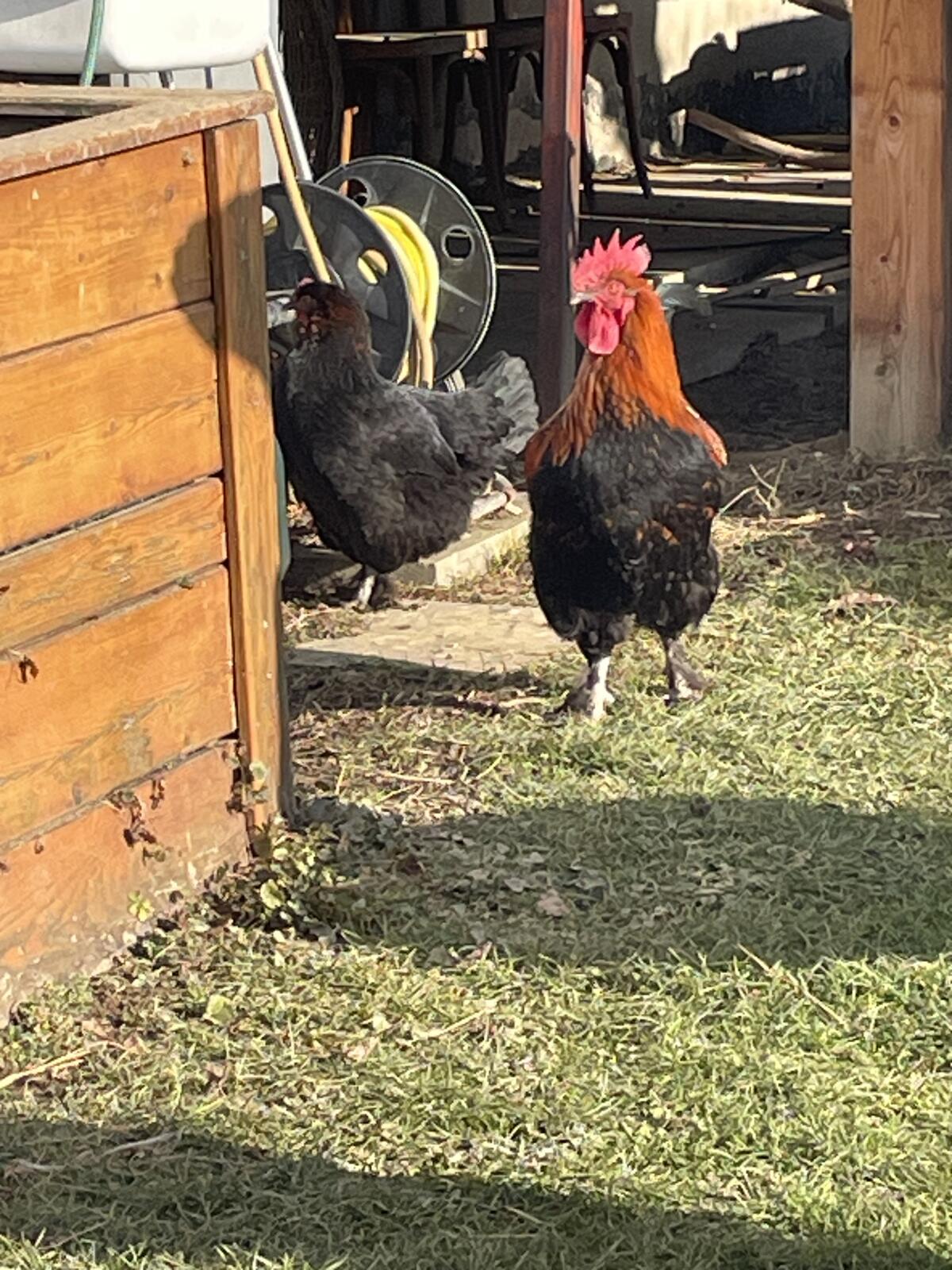 Bruteier Marans 3