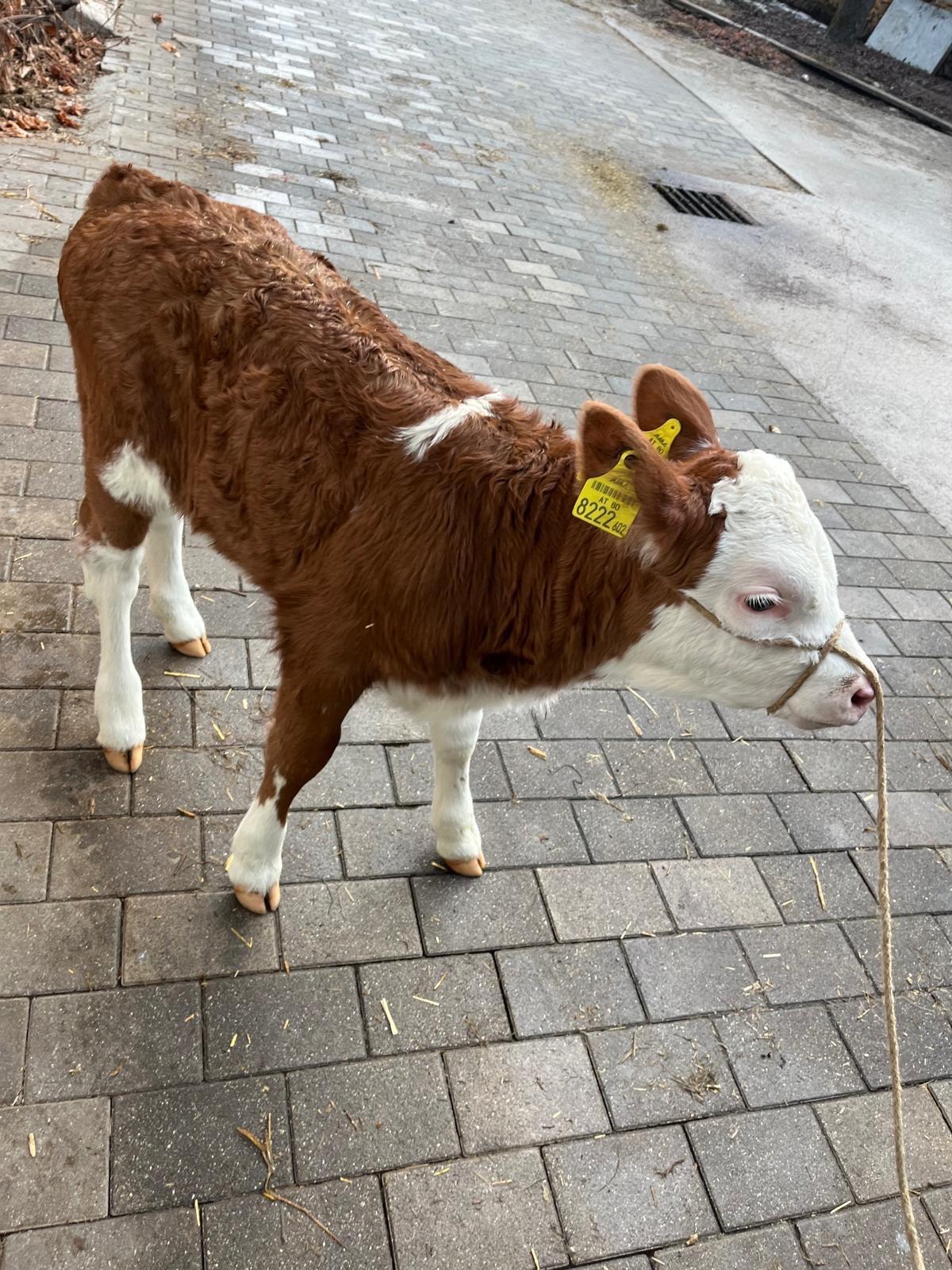 Verkaufe Zuchtkalb 2