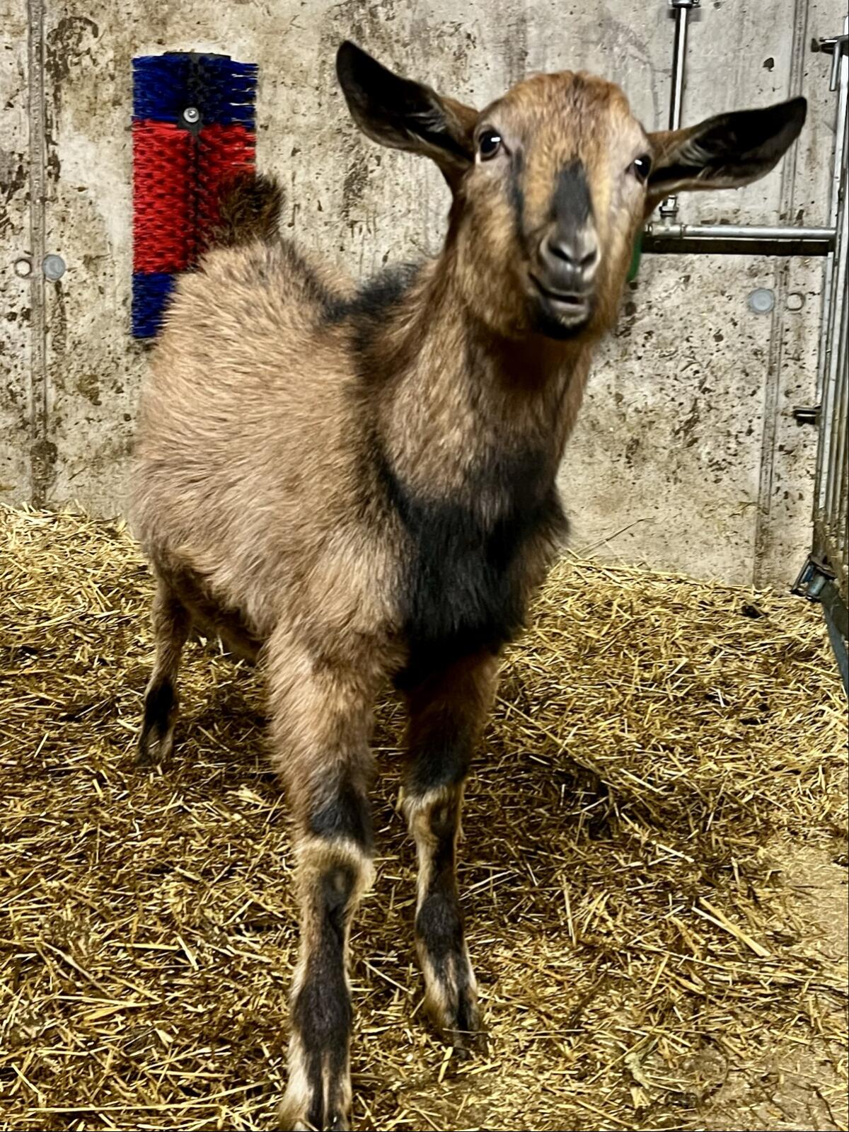 Genetisch hornloser Ziegenbock 2