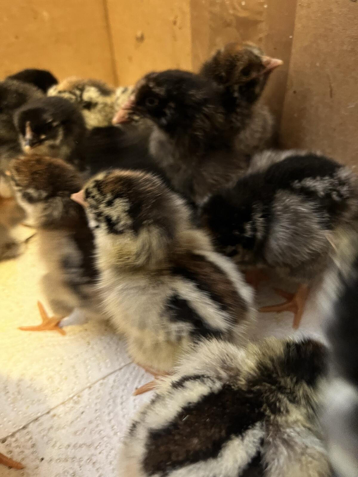 Küken von Zweinutzungsrassen 3