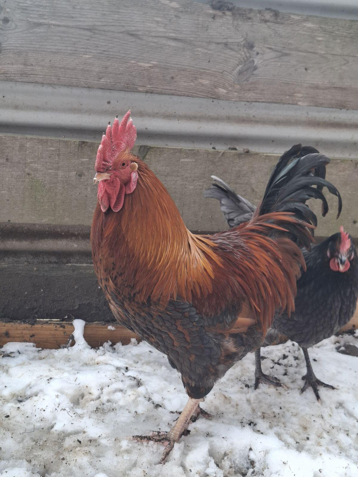 Hähne zu Verschenken 2