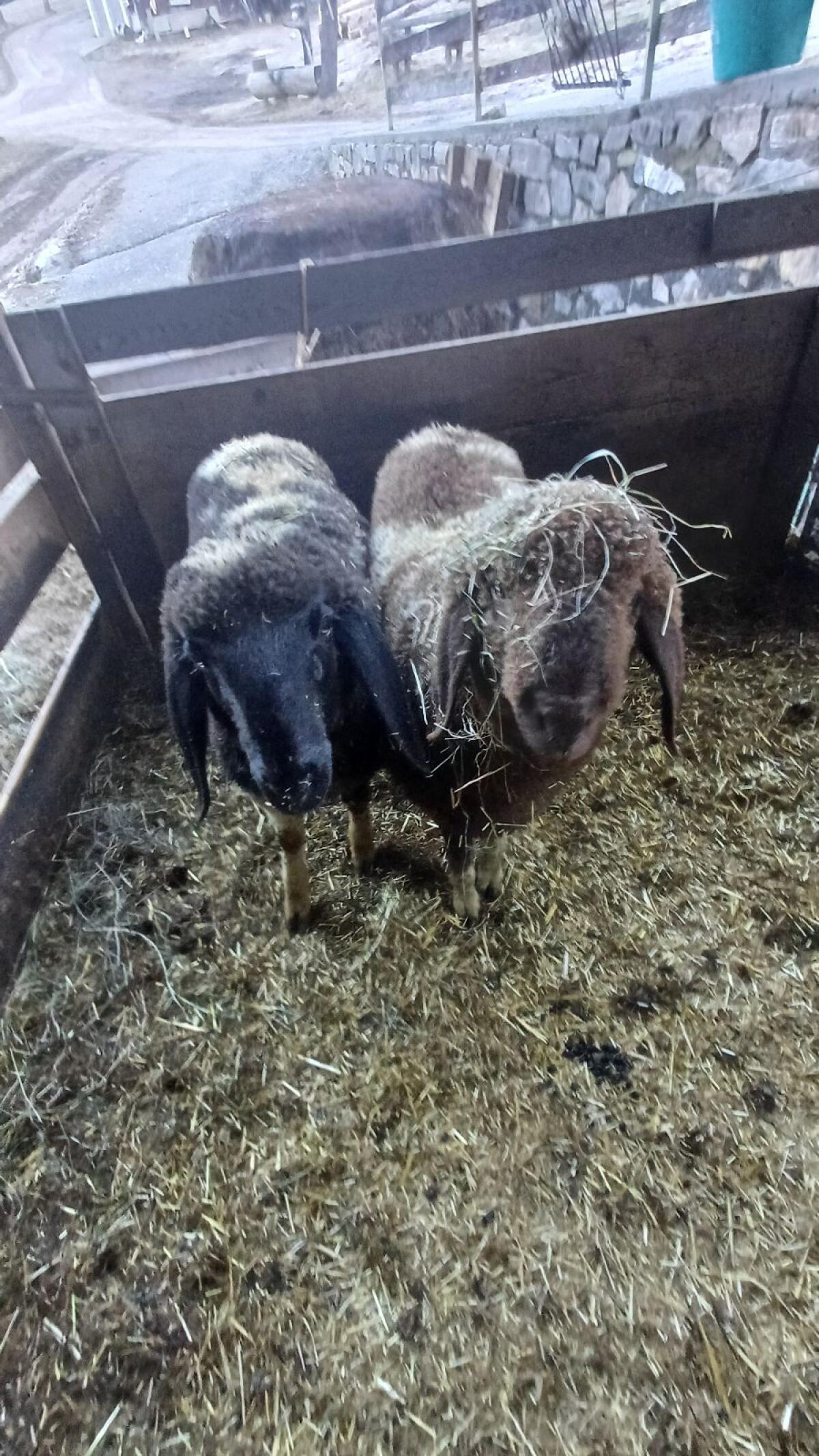Bergschaf-Widder 2