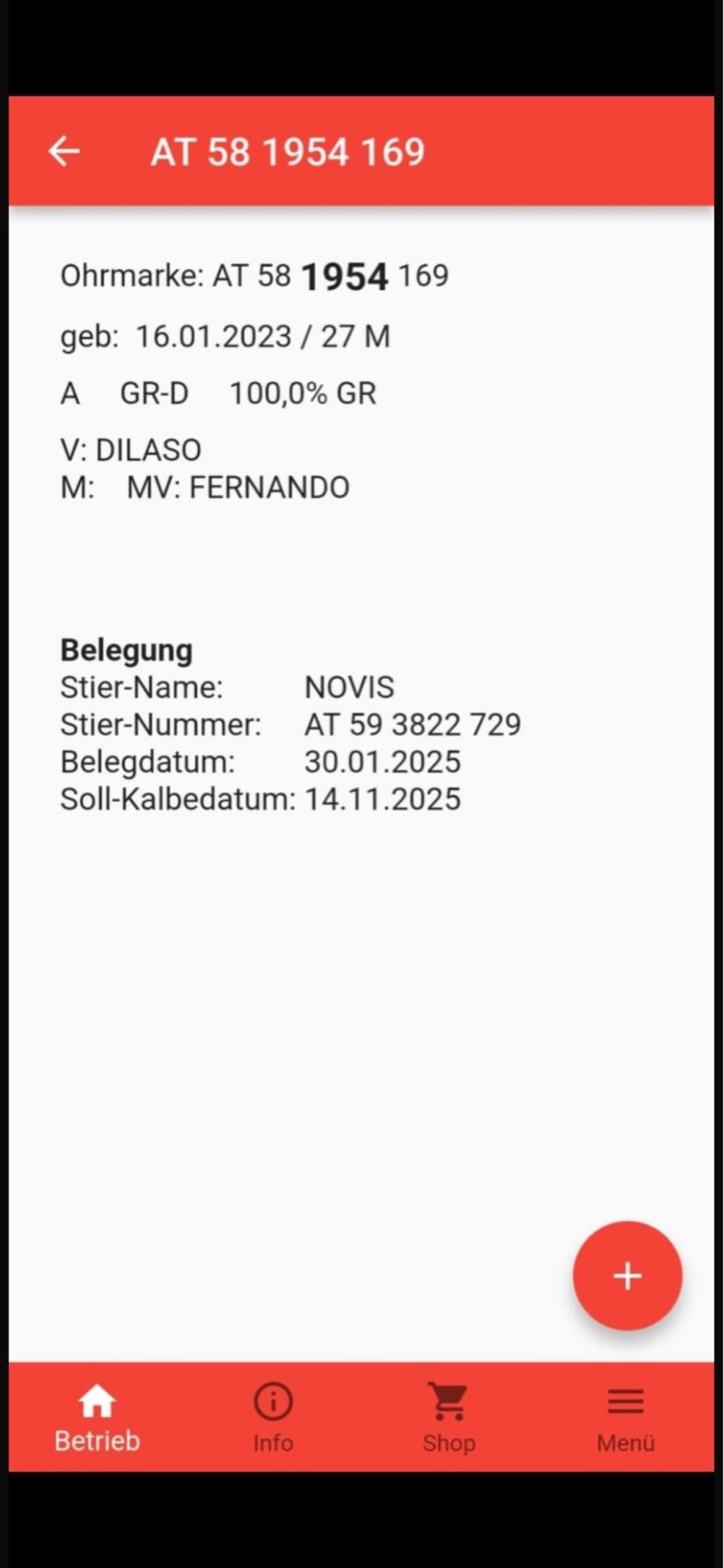 Stier Graufi stabil gebaut 2