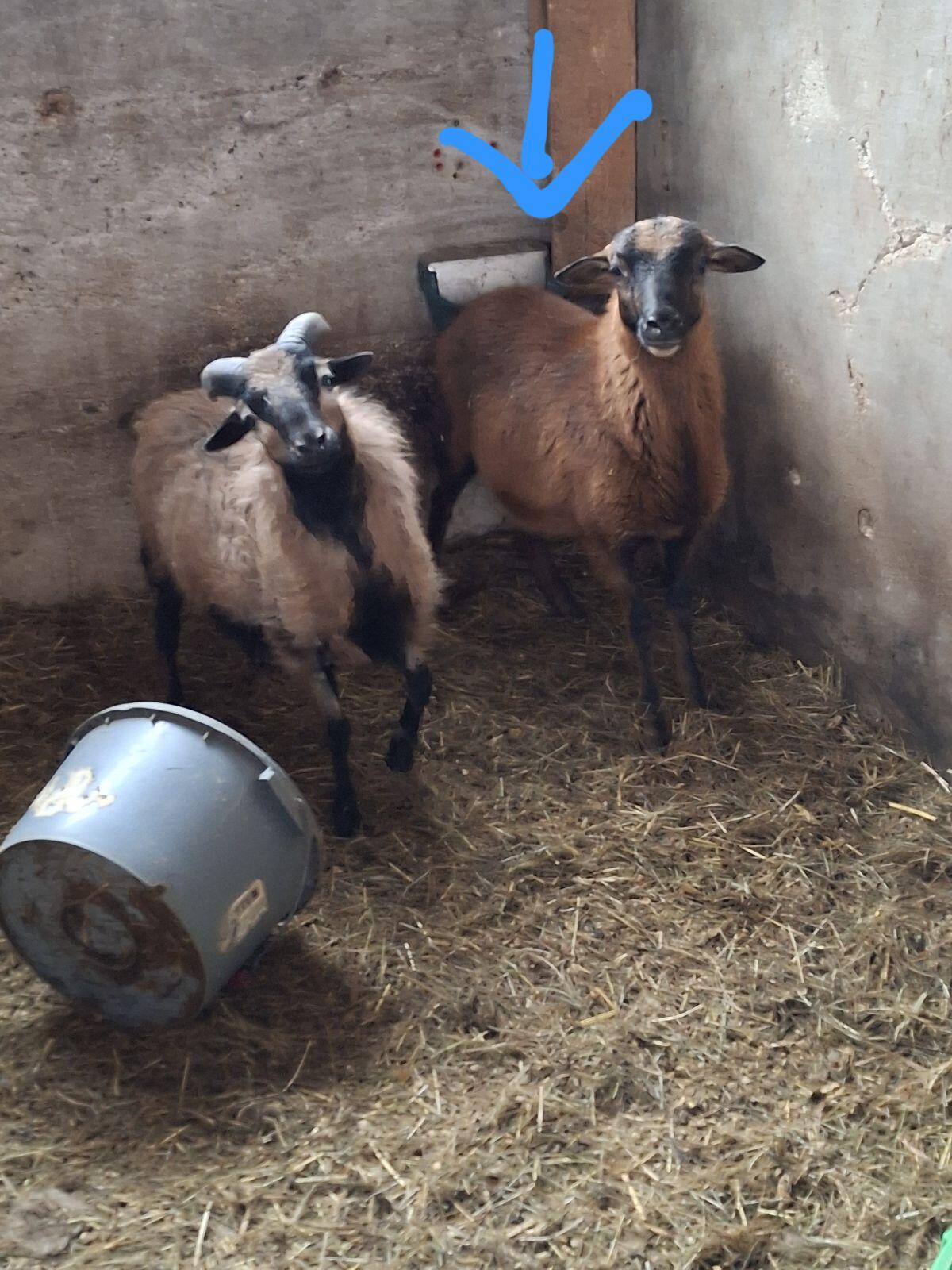 Kamerun x Barbados-Bock, geb. 8/25 2