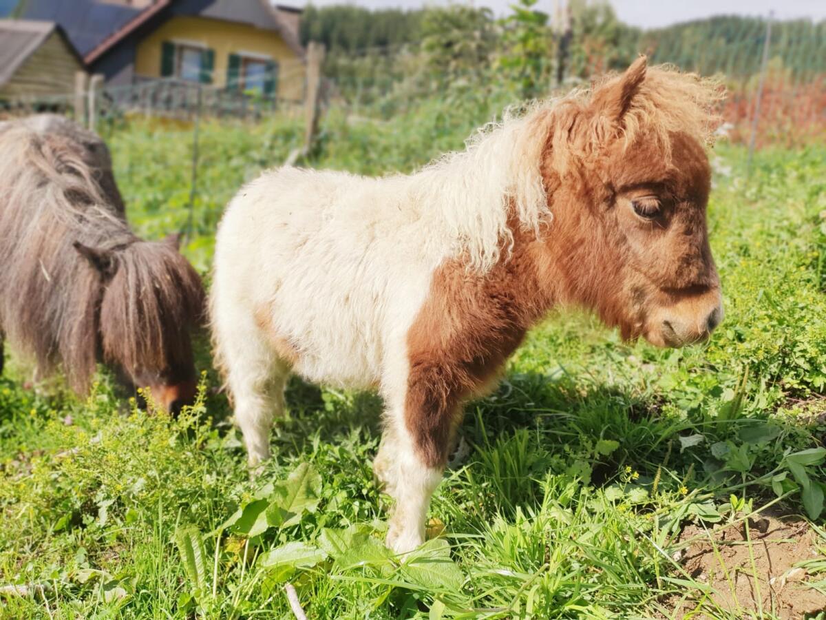 Mini-Shetty Stutfohlen 2