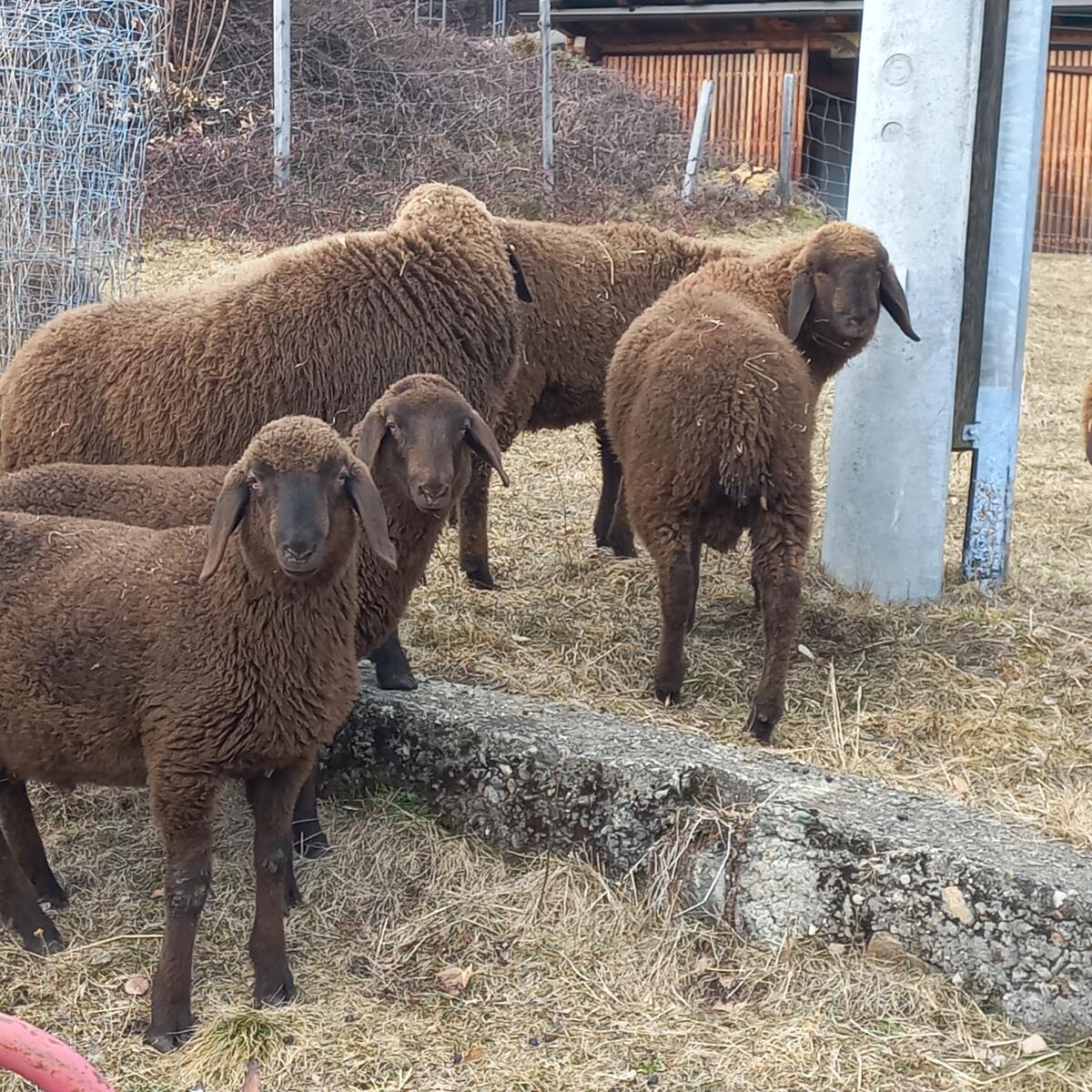 Braune Bergschaflämmer 2