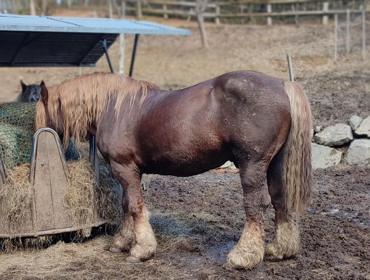 Norika Hengst Fritz 3