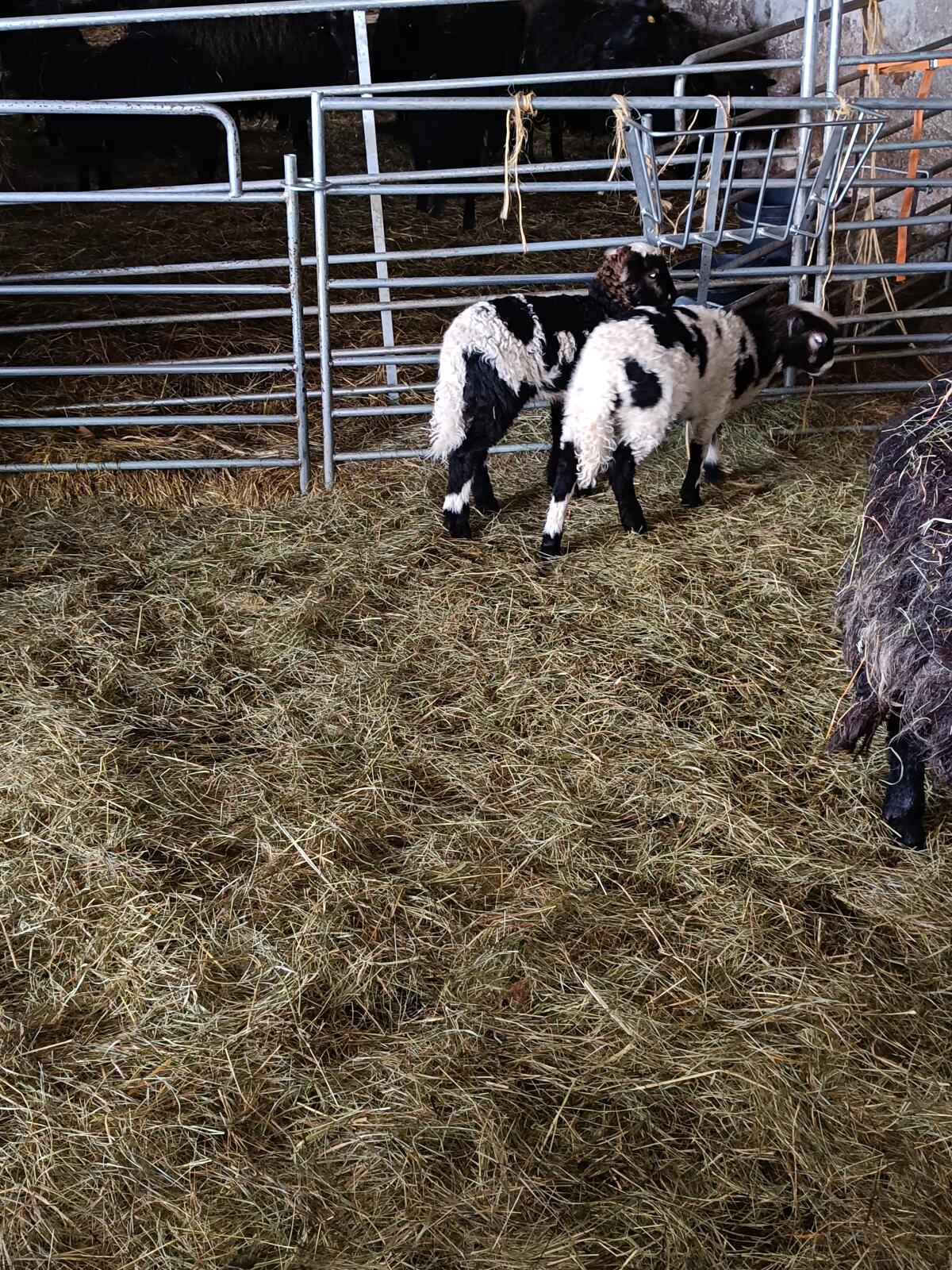 Krainer Steinschaf 3