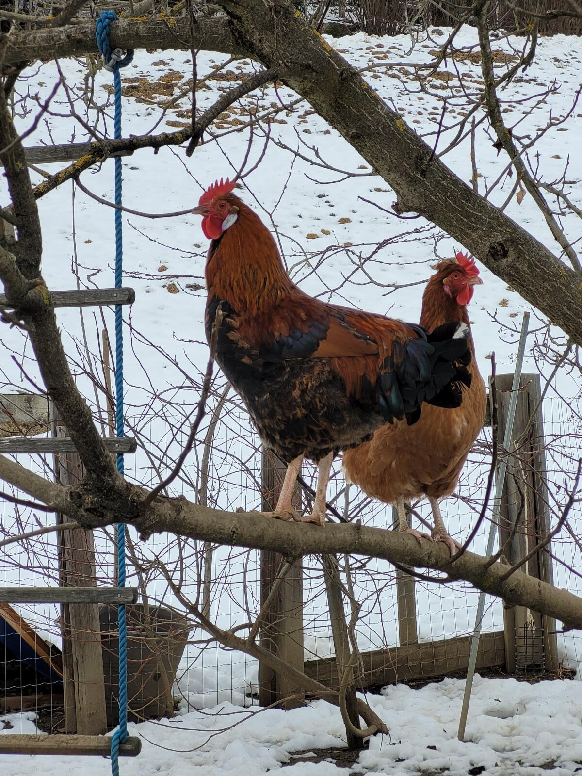 Altsteirer-Hahn zu vergeben 3