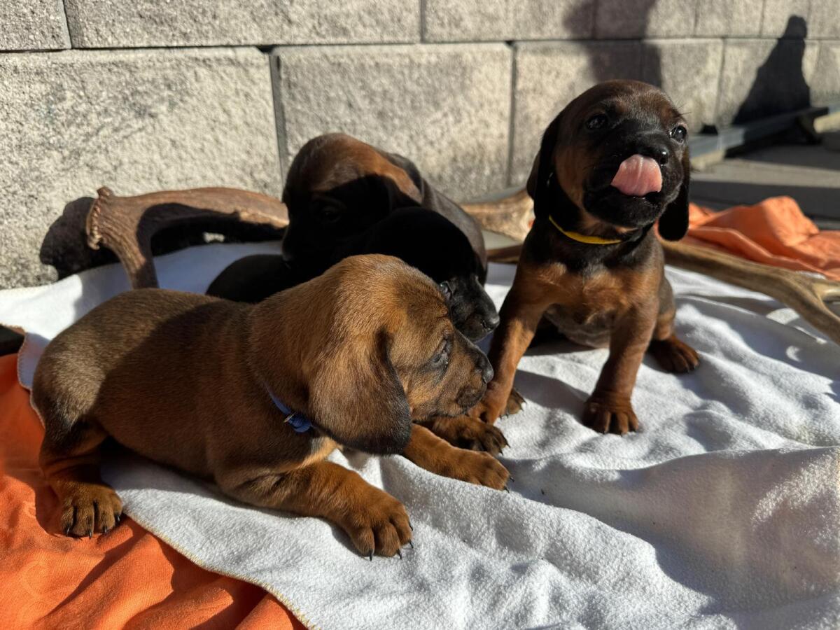Schweißhunde Welpen 2