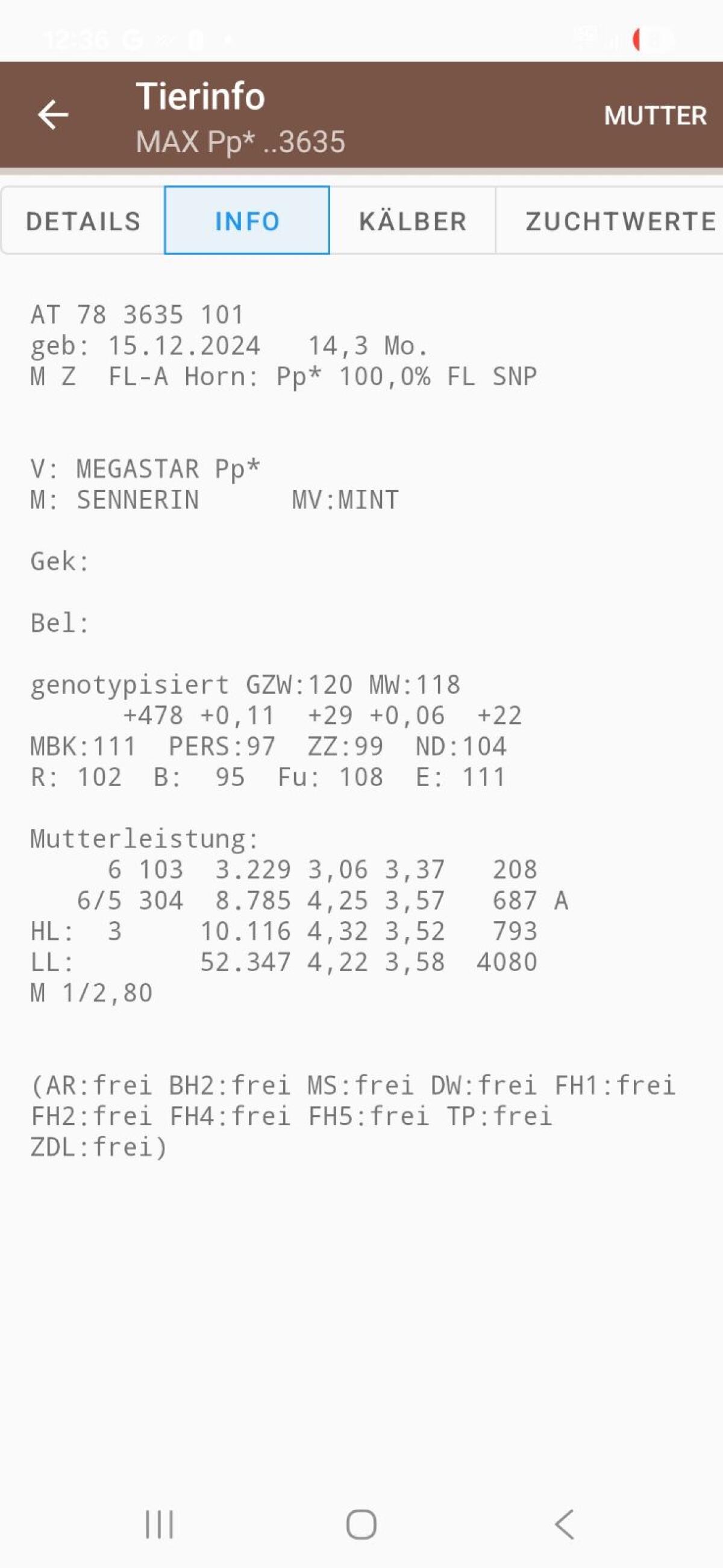 Verkaufe mischerbigen hornlosen Fleckviehstier 2