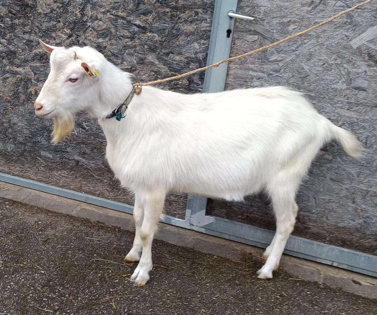 Zuchtbock Saanenbock Ziegenbock HB 2