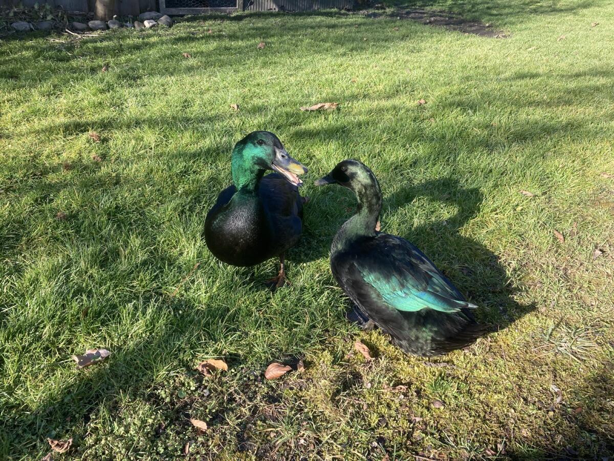 Enteneier, Bruteier 2