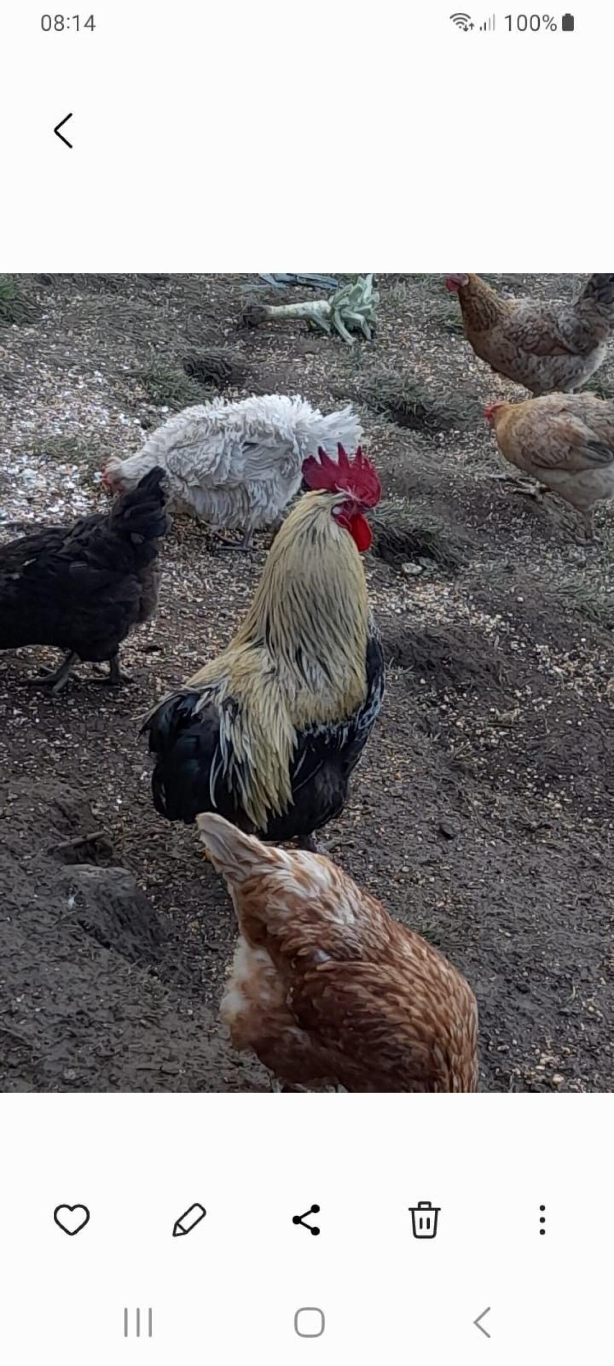 Hahn mit Sulmtalerhenne 2