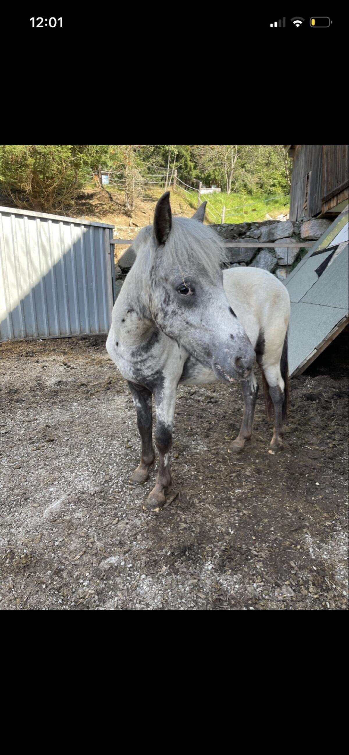 Pony-Wallach, geb. 4.3.2024, Stkm. 125 cm, Preis VHB 2