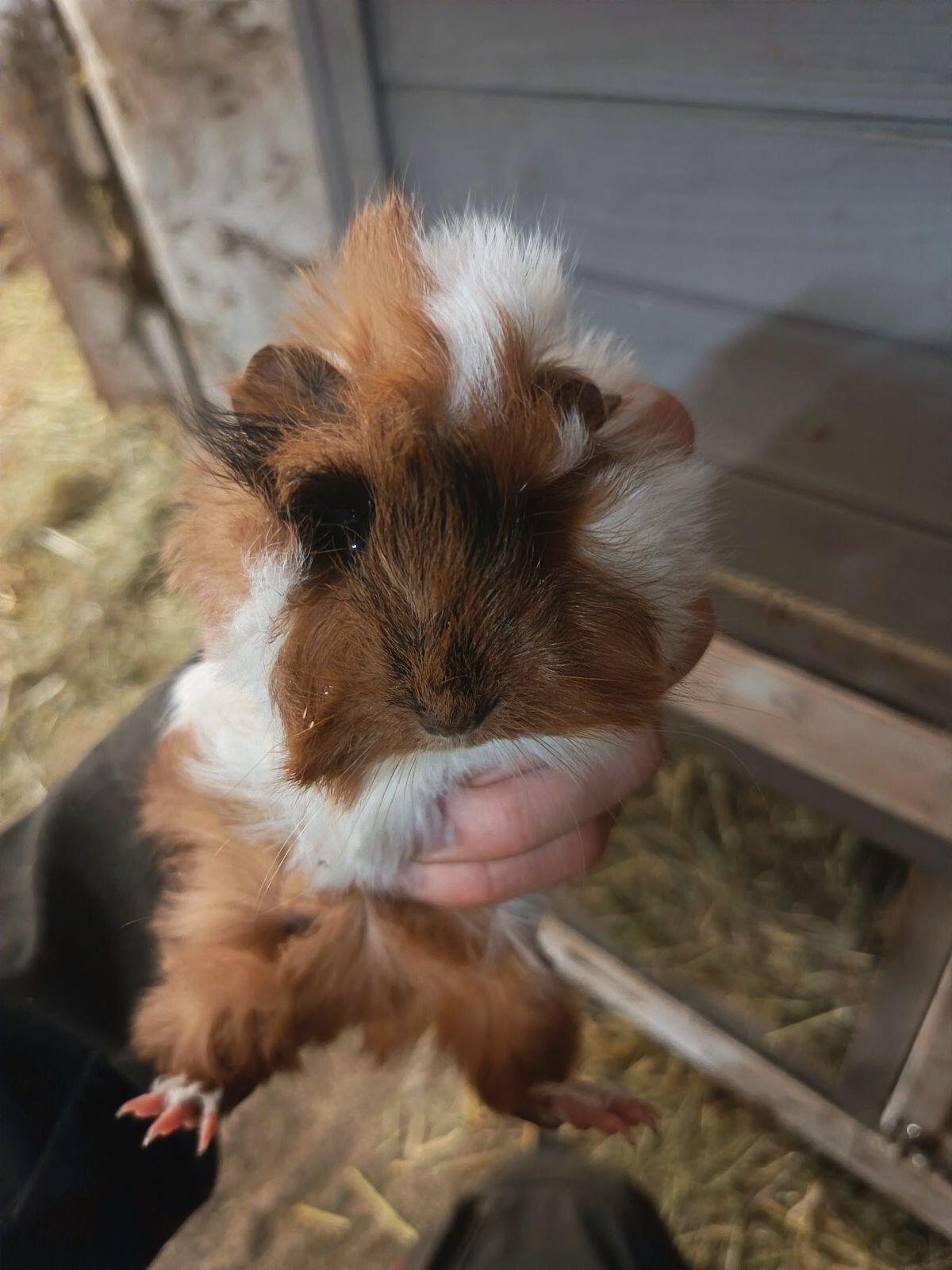 Meerschweinchen zu verschenken 3