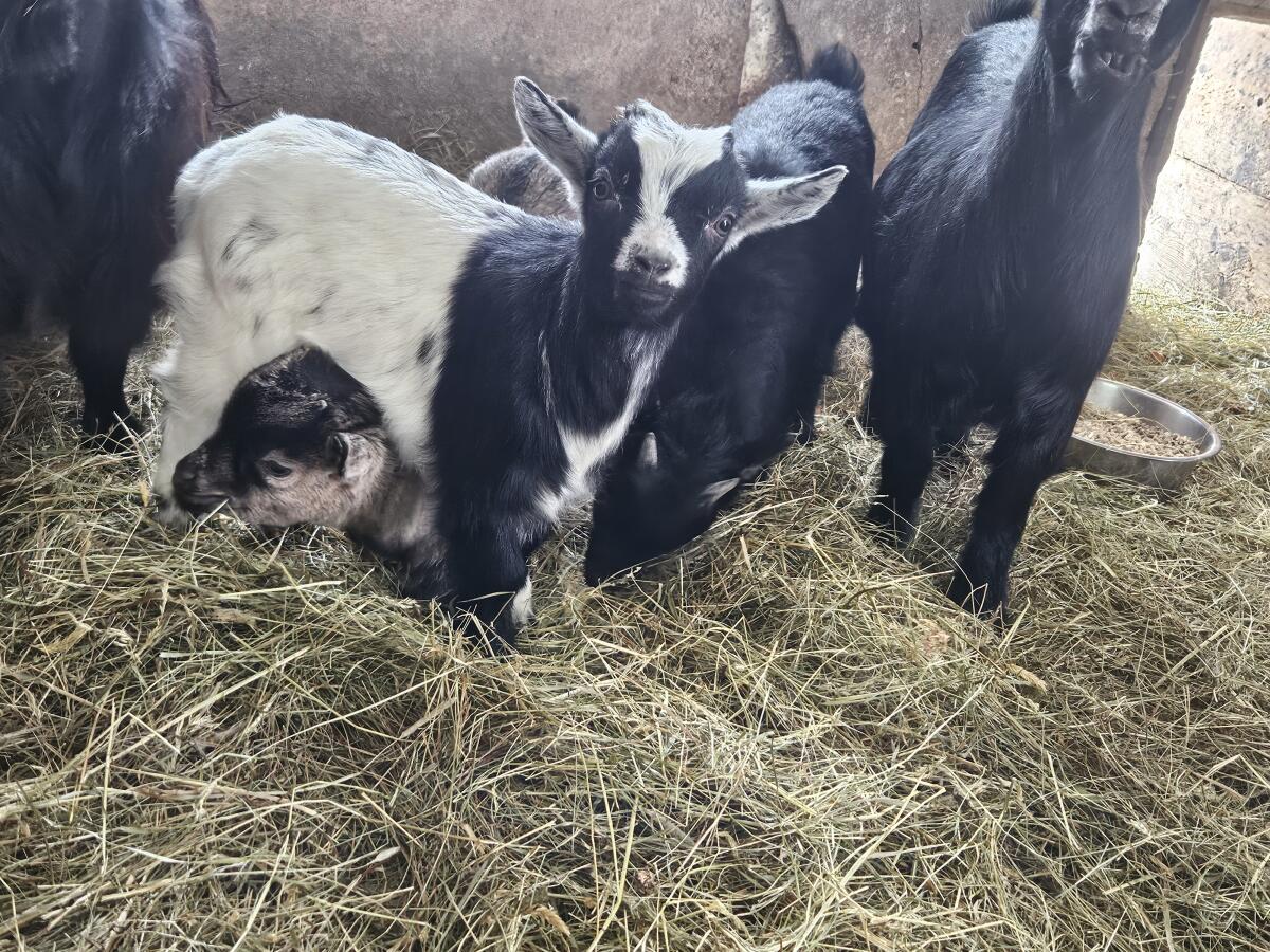 BIO-Minizwergziegen zu verkaufen! 2