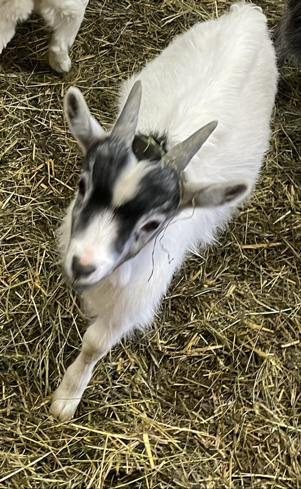 Ziege Zwergziege Mischling Bockerl 2