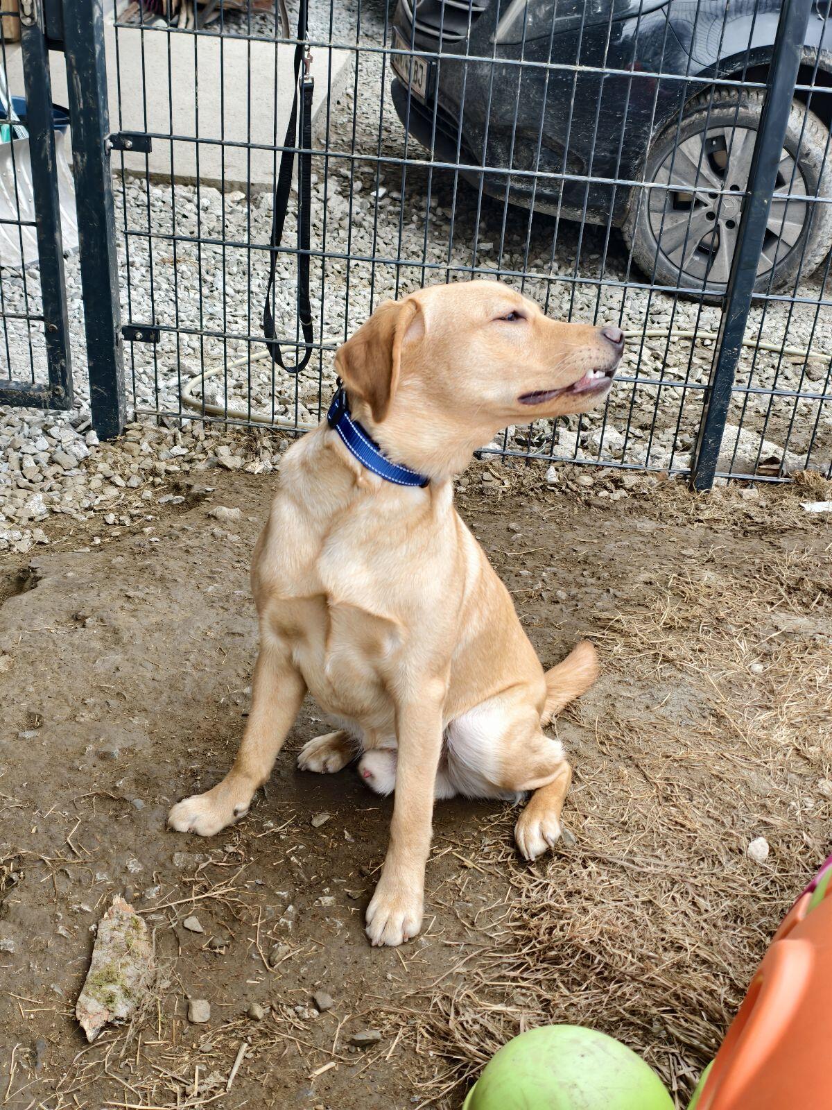 Labrador mit Ahnentafel 2
