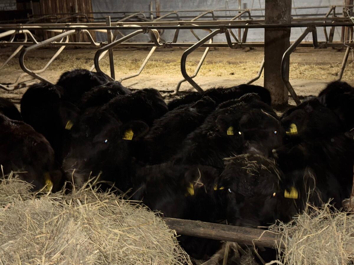 Angus Cross Cattle for Sale – Latvia 2