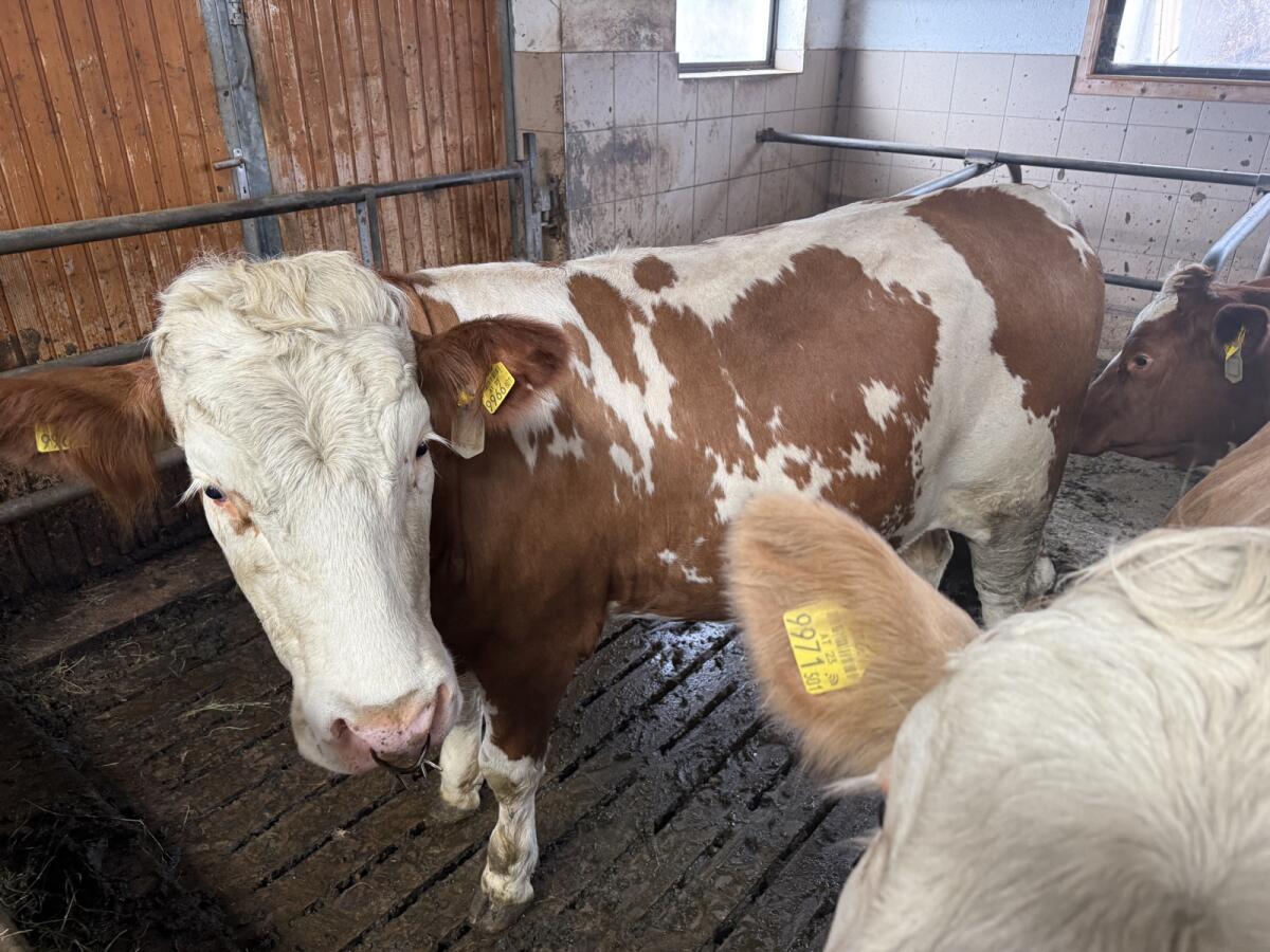 Verkaufe Fleckviehkalbinnen 2