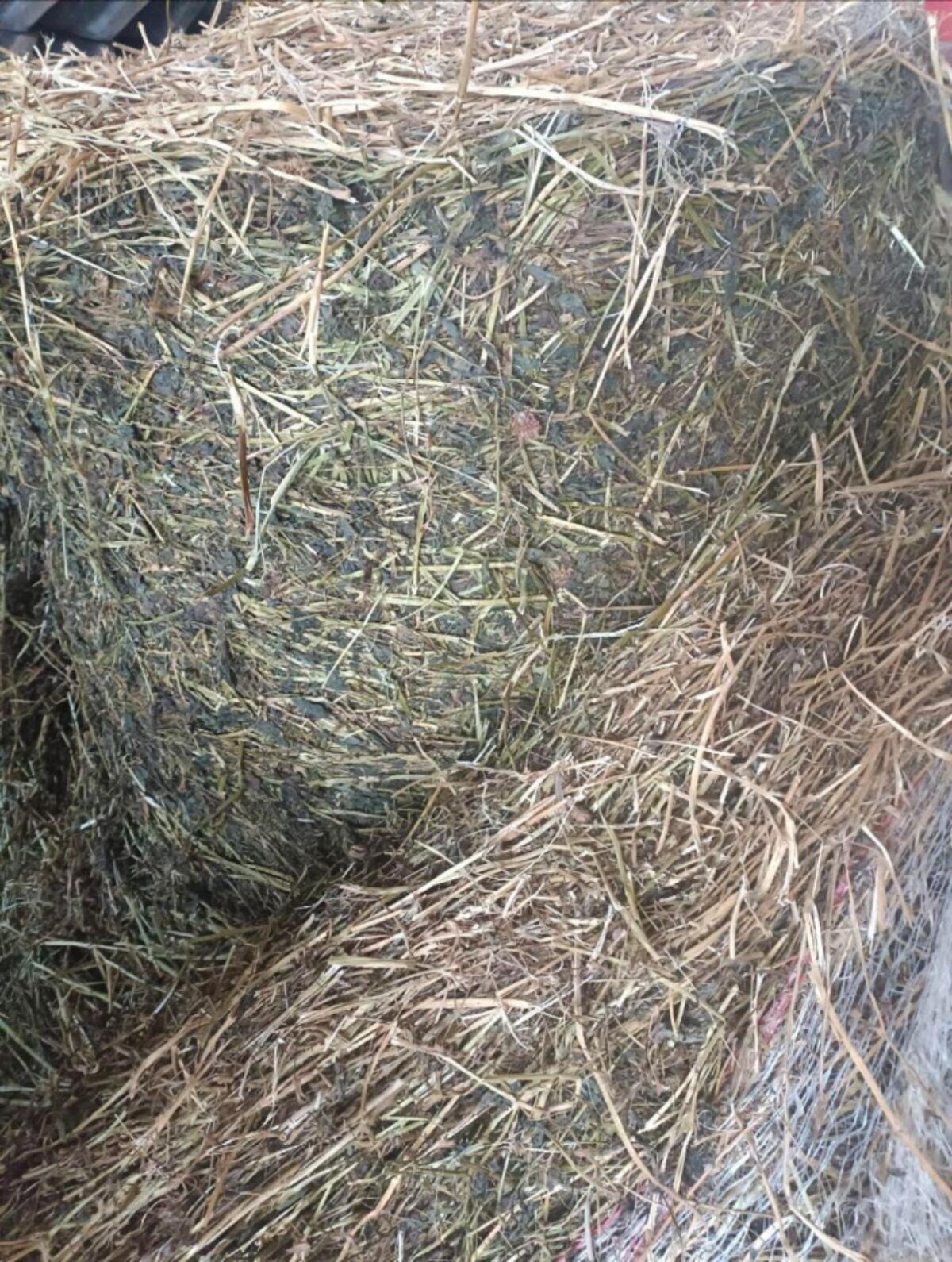 Bio-Klee-Heu, Waldviertel 2