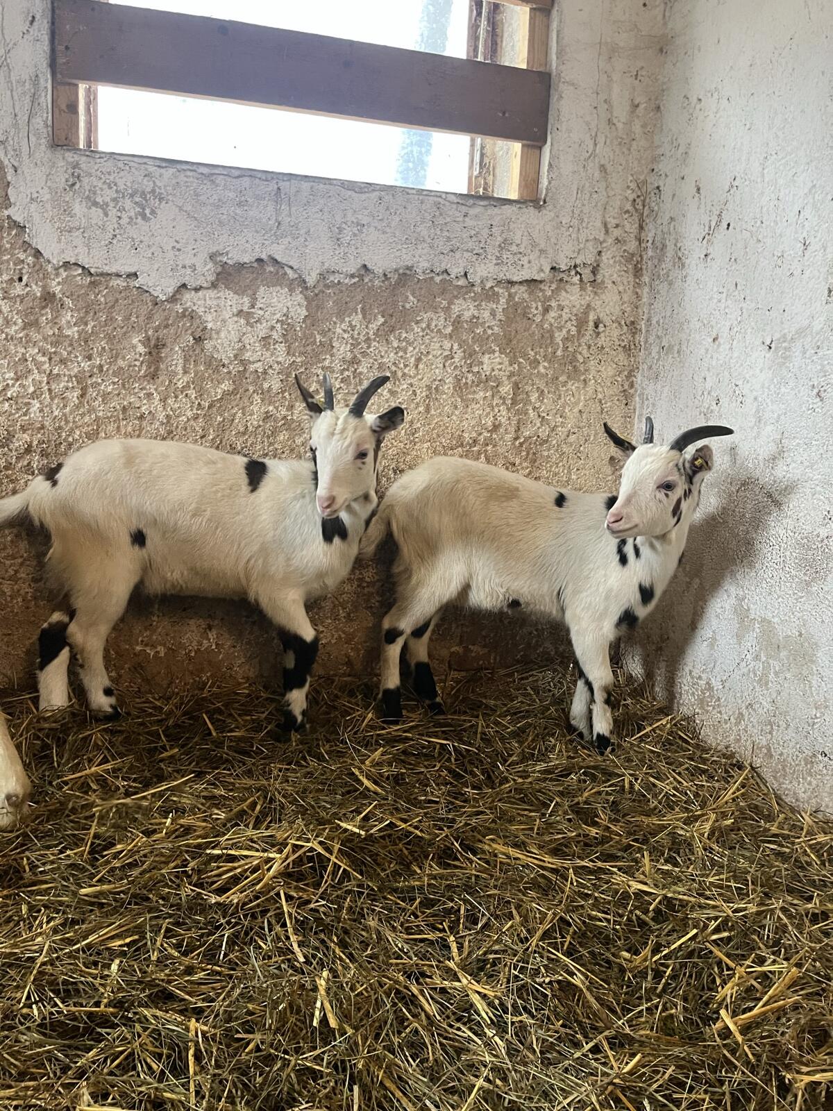 Reinrassige Tauernschecken Kitze 2