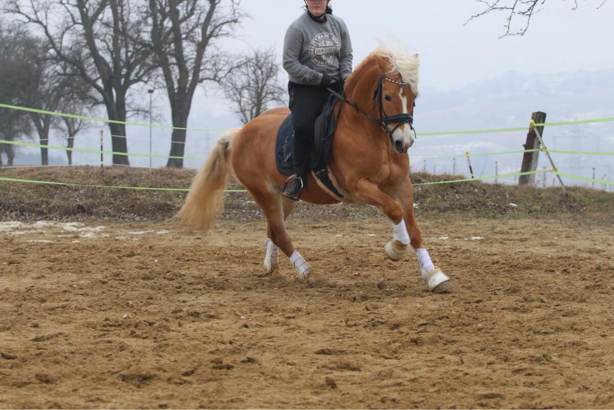 Verkaufe oder tausche Tiroler Prämienhengst liz Nostalgie 3