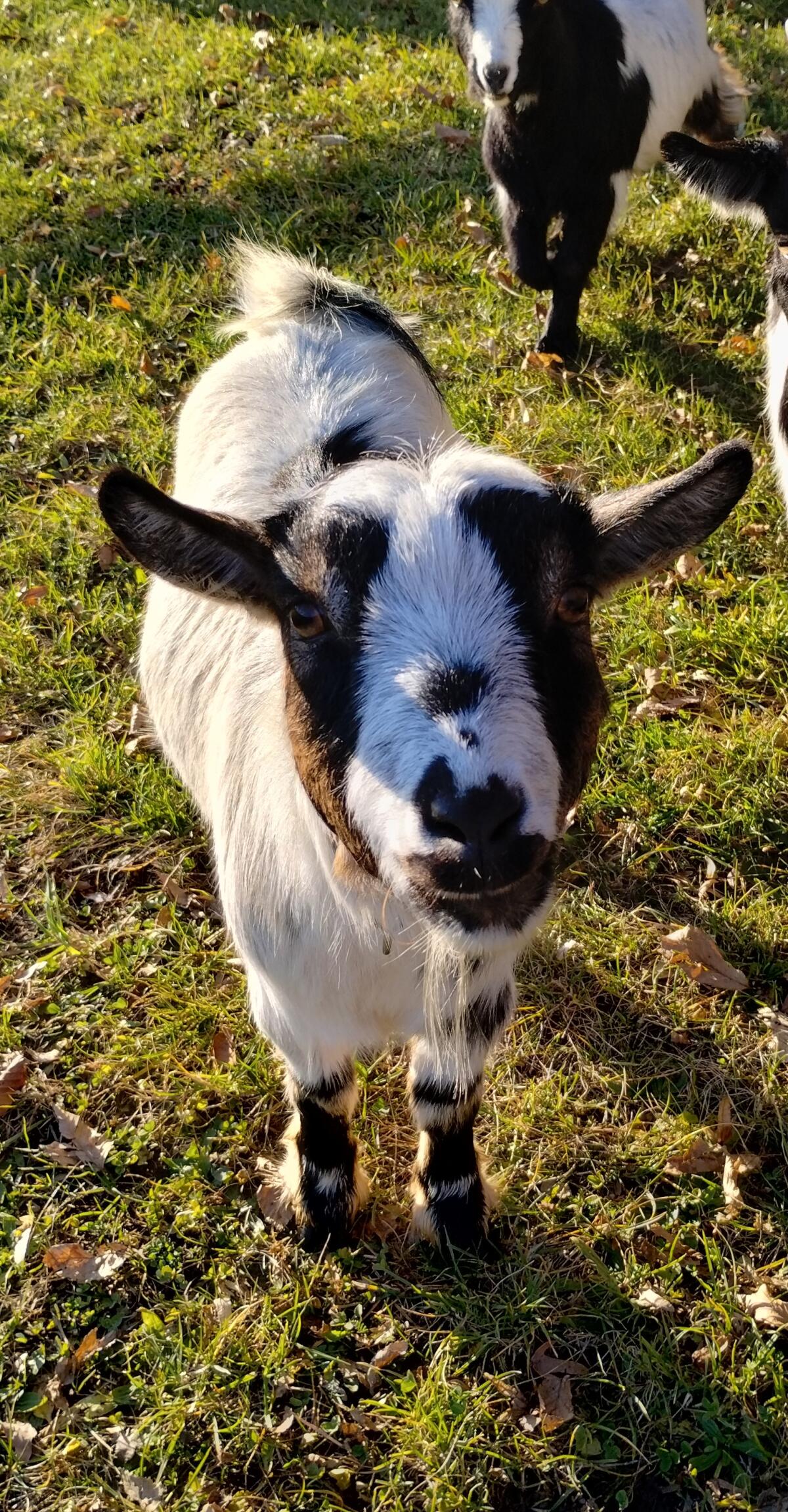 Miniziegenbock, hornlos 2
