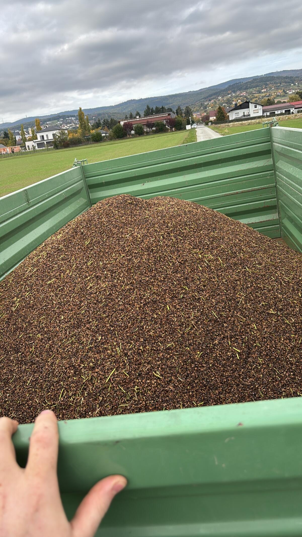 Buchweizen Sorte Billy 3