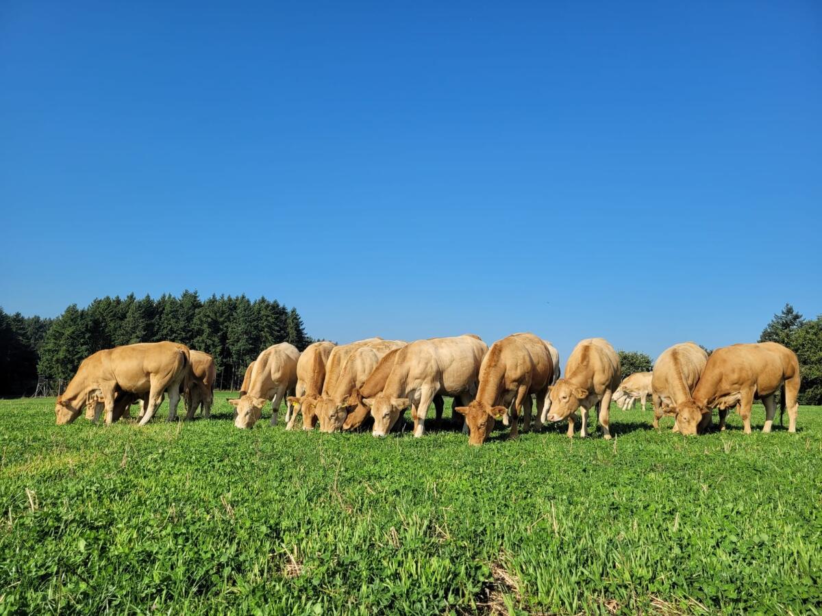 BIO-Jungrinder (weiblich) Limousin, Blonde d'Aquitaine 2