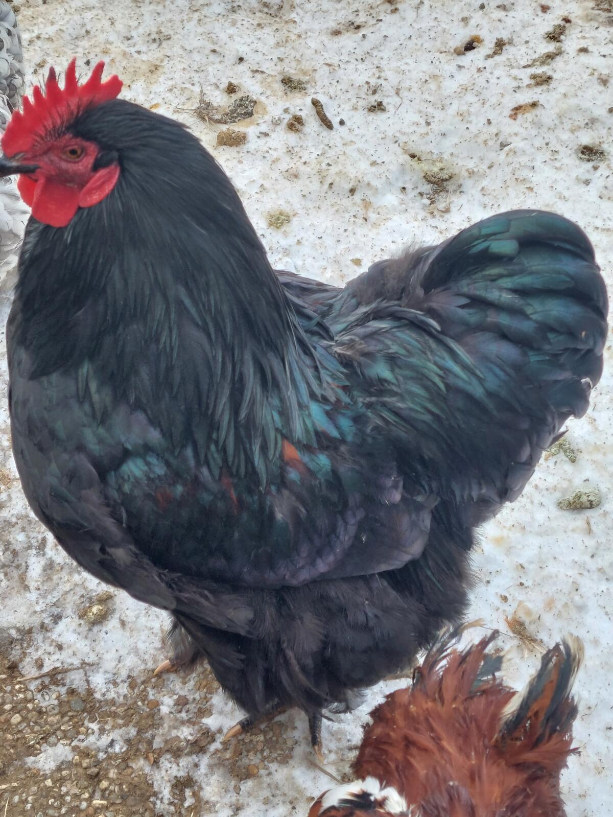 Orpington Hähne zu vergeben 2