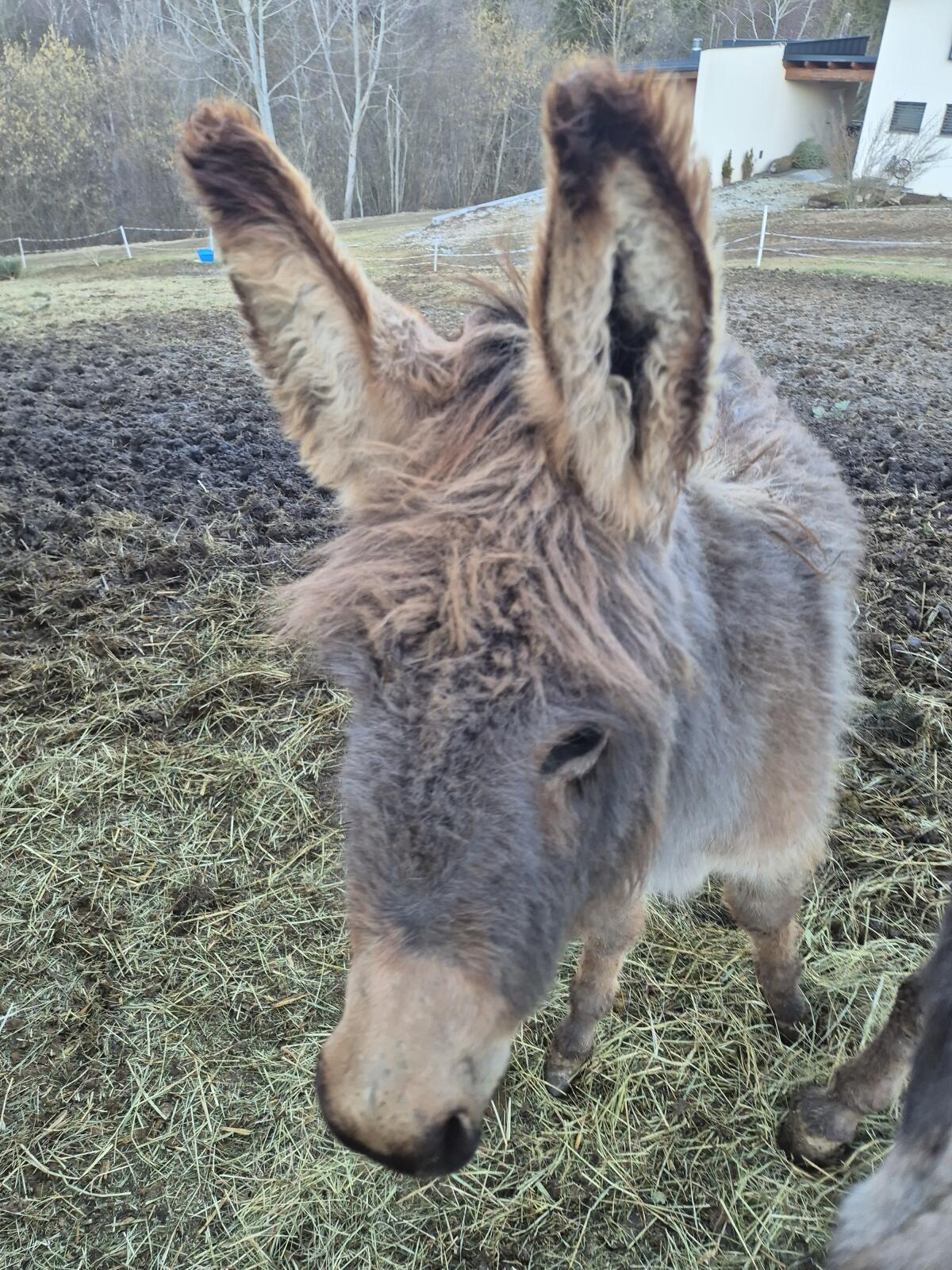 Eselhengstfohlen "Leo" sucht neues Zuhause 2