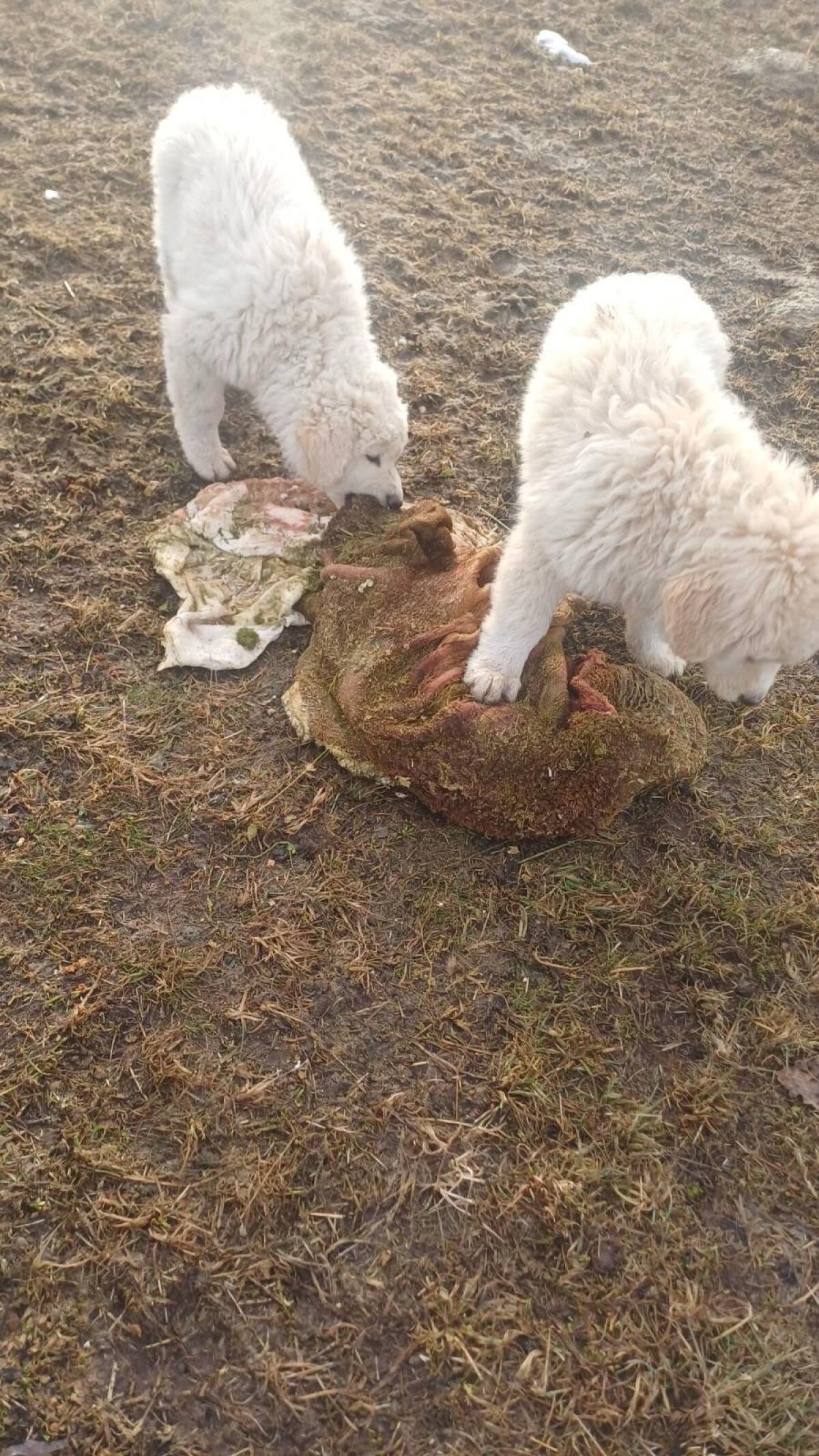 Maremmen-Abruzzen-Herdenschutz-Schäferhunde aus Südtirol 2