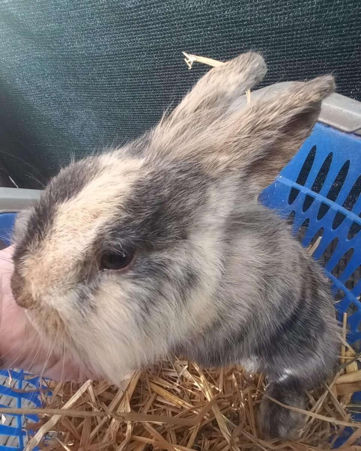 Zwergkaninchen Löwenkopf 3