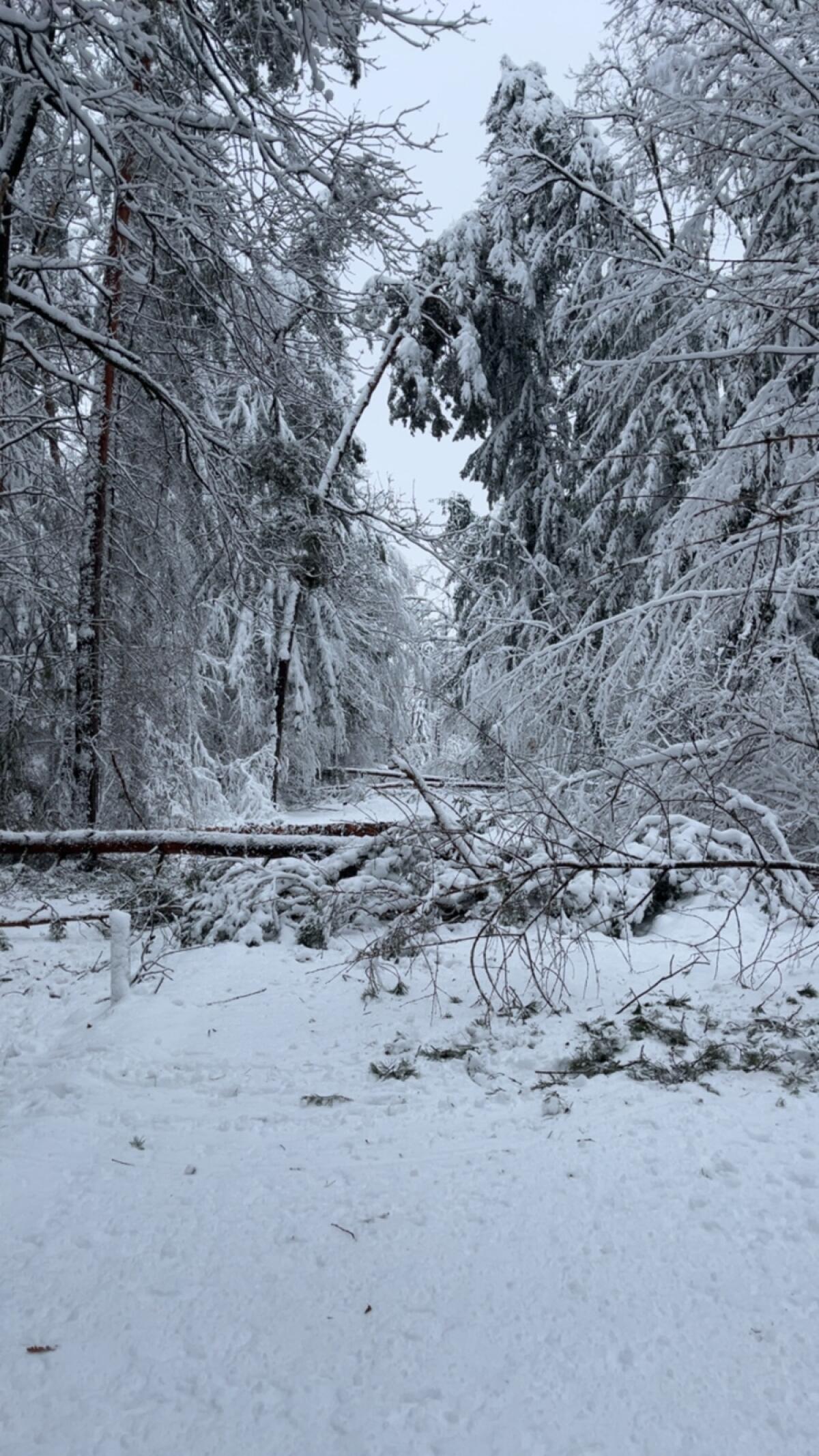 Holzarbeiten, Schnee- und Windbruch 3