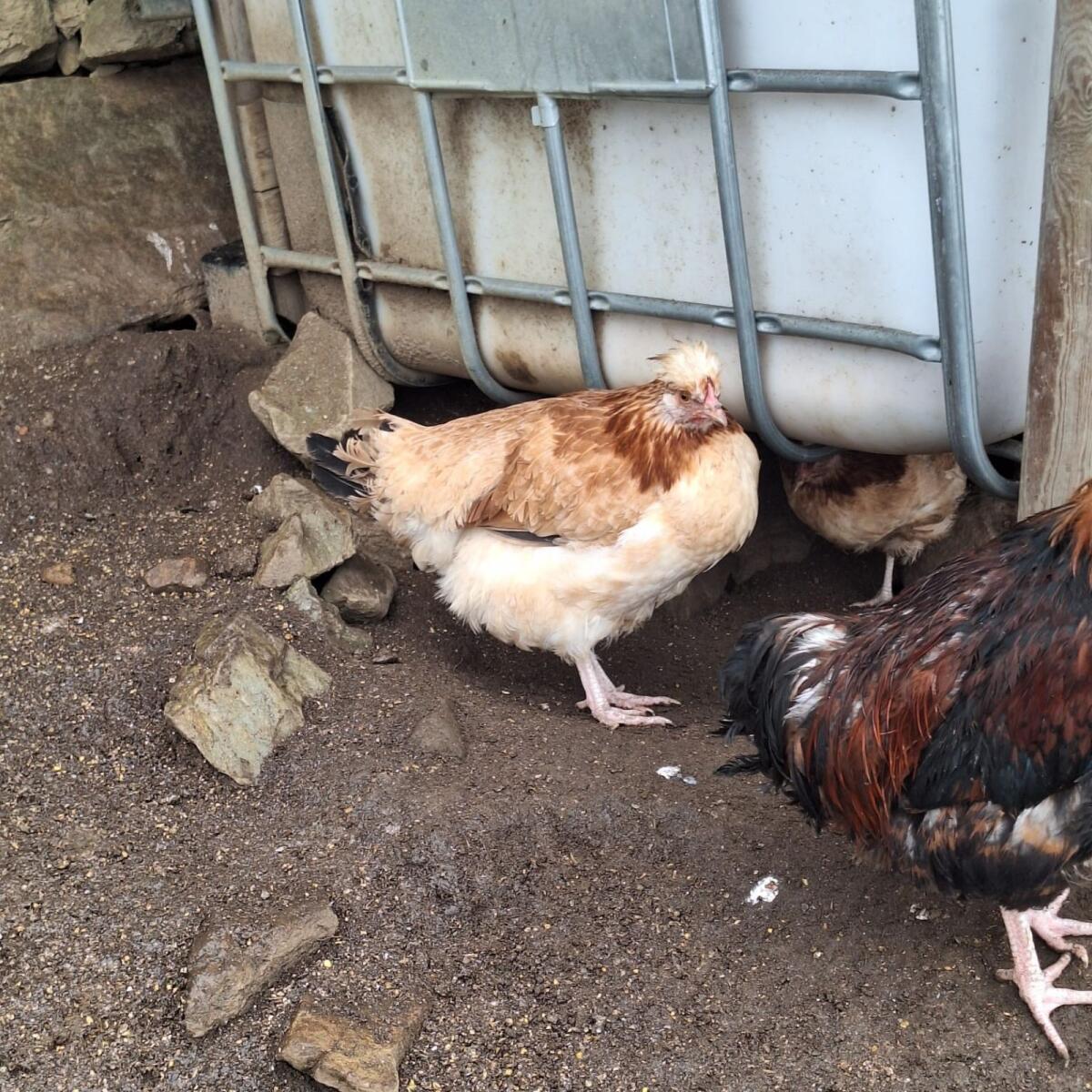 Hahn mit Sulmtalerhenne 3