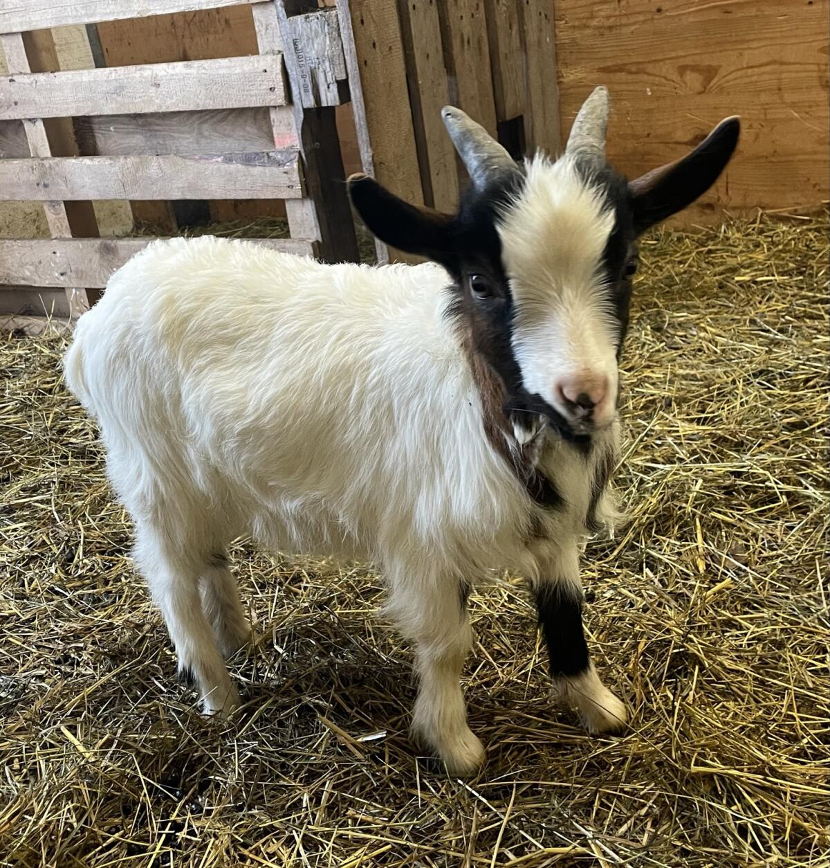Zwergziege Bockerl Bock Blobe 2