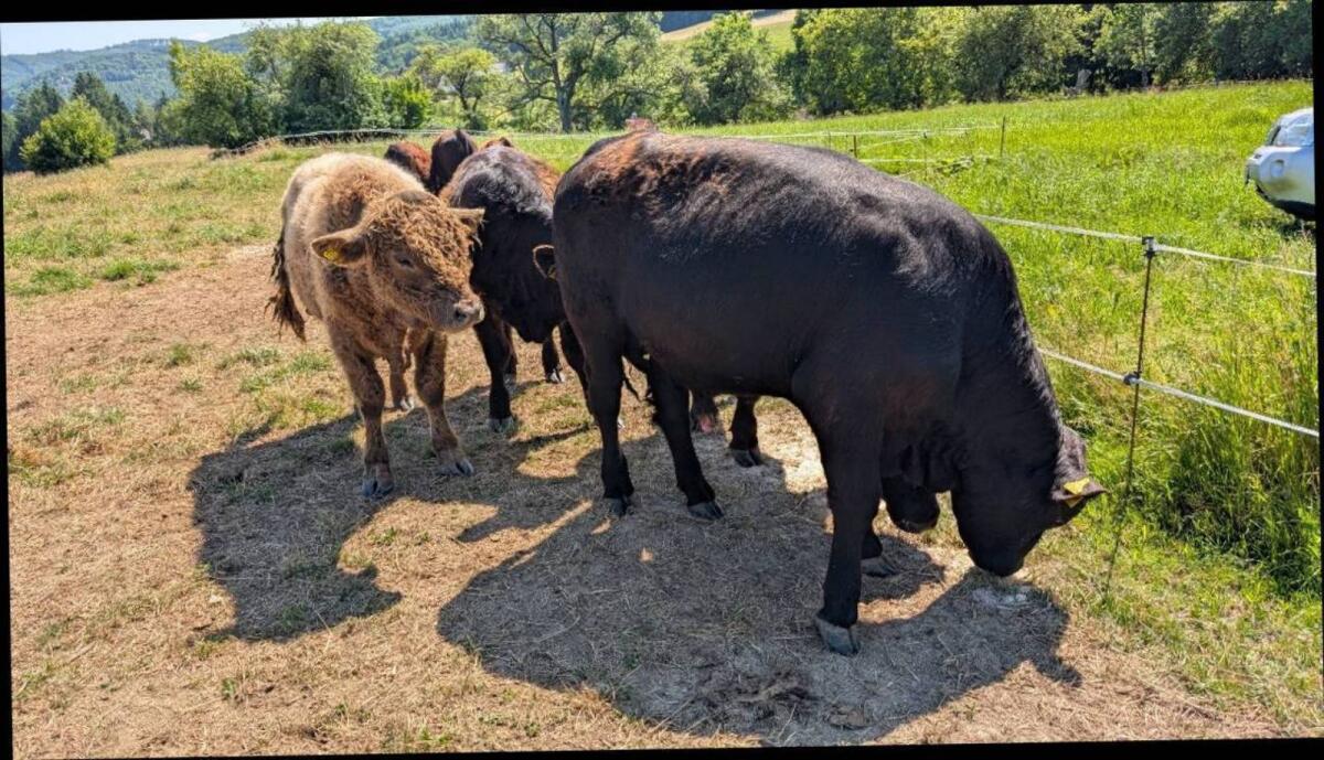 Galloway Kalbinnen und Stiere 2