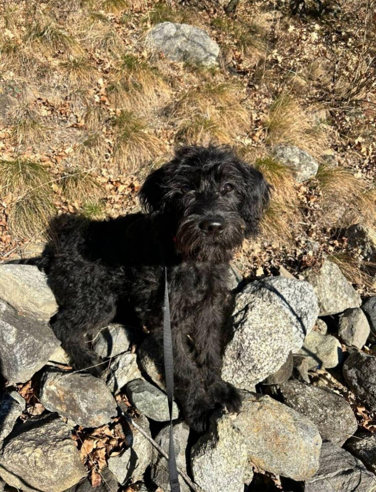 Labradoodle F1 vom Biobauernhof Wurfankündigung! 2