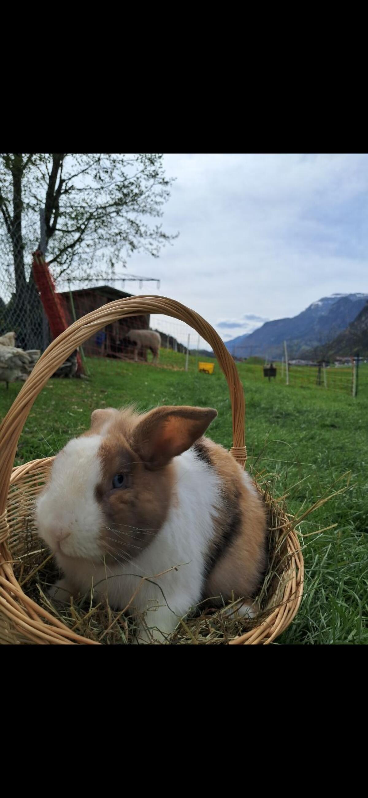 Dreifarbiges Mischlingskaninchen 2